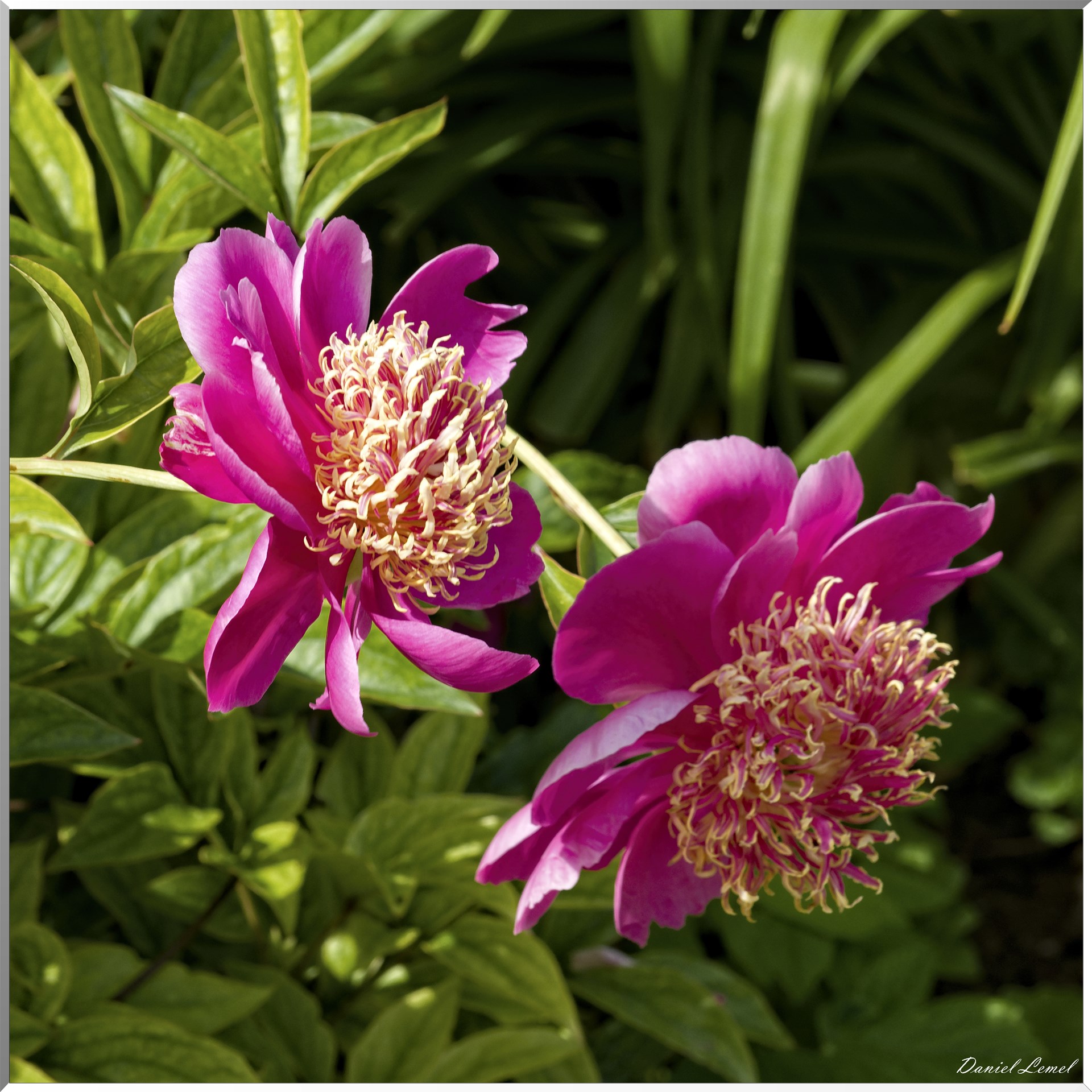 Giverny - la maison de Claude monet - 15 Juin 2021