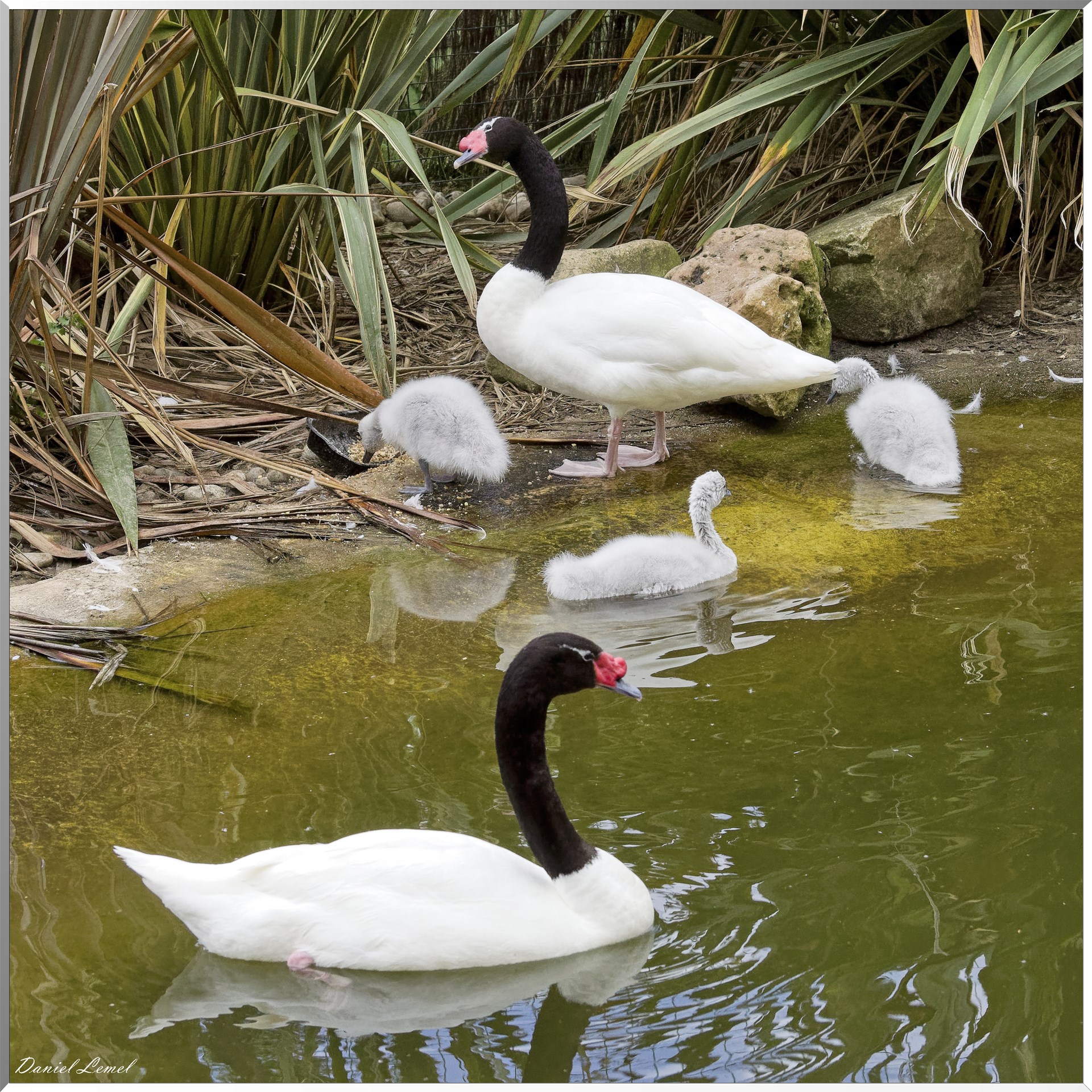 Cygne à tête noire et ses petits