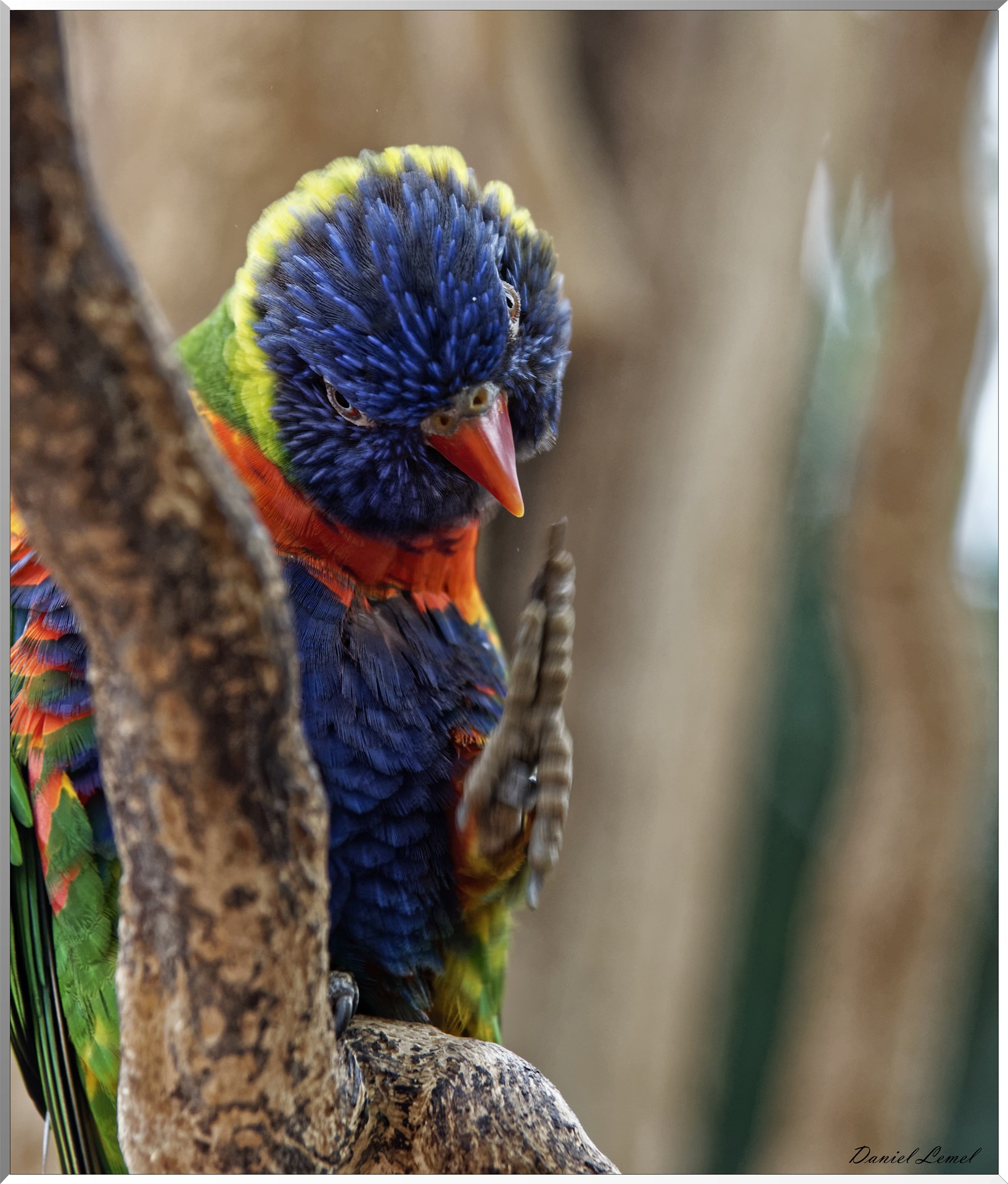 Loriquets arc-en-ciel
