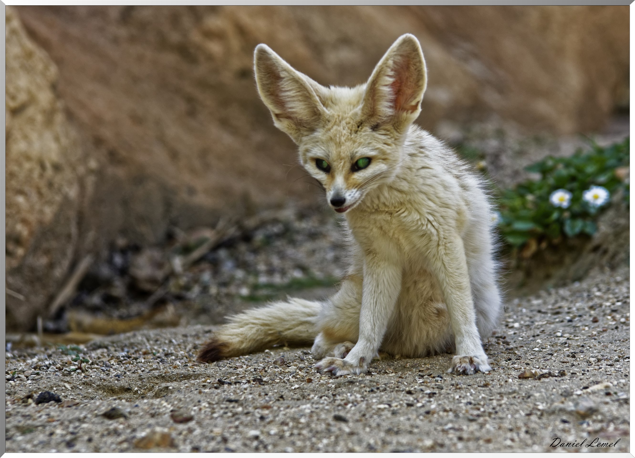 Fennec