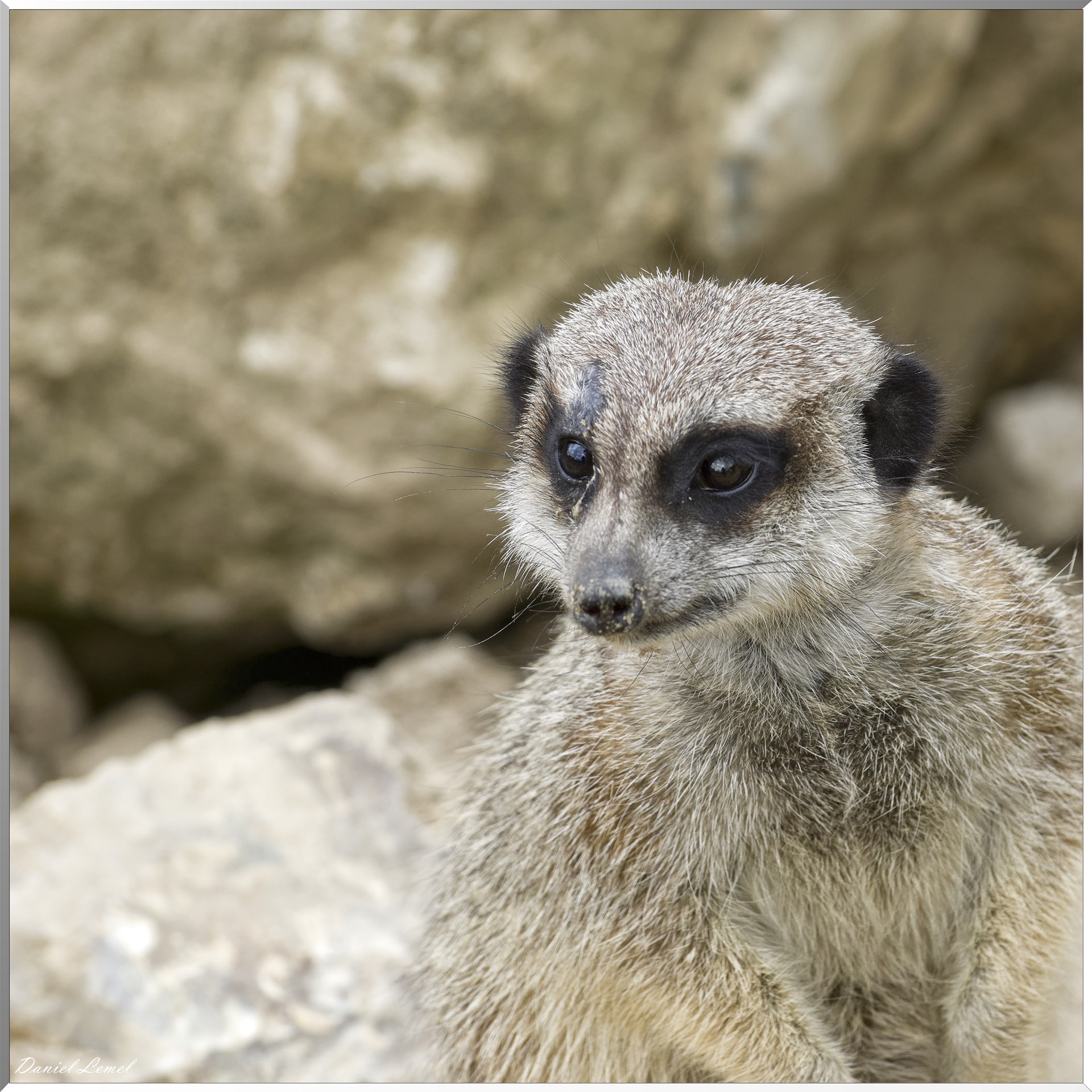 Jeune Suricates