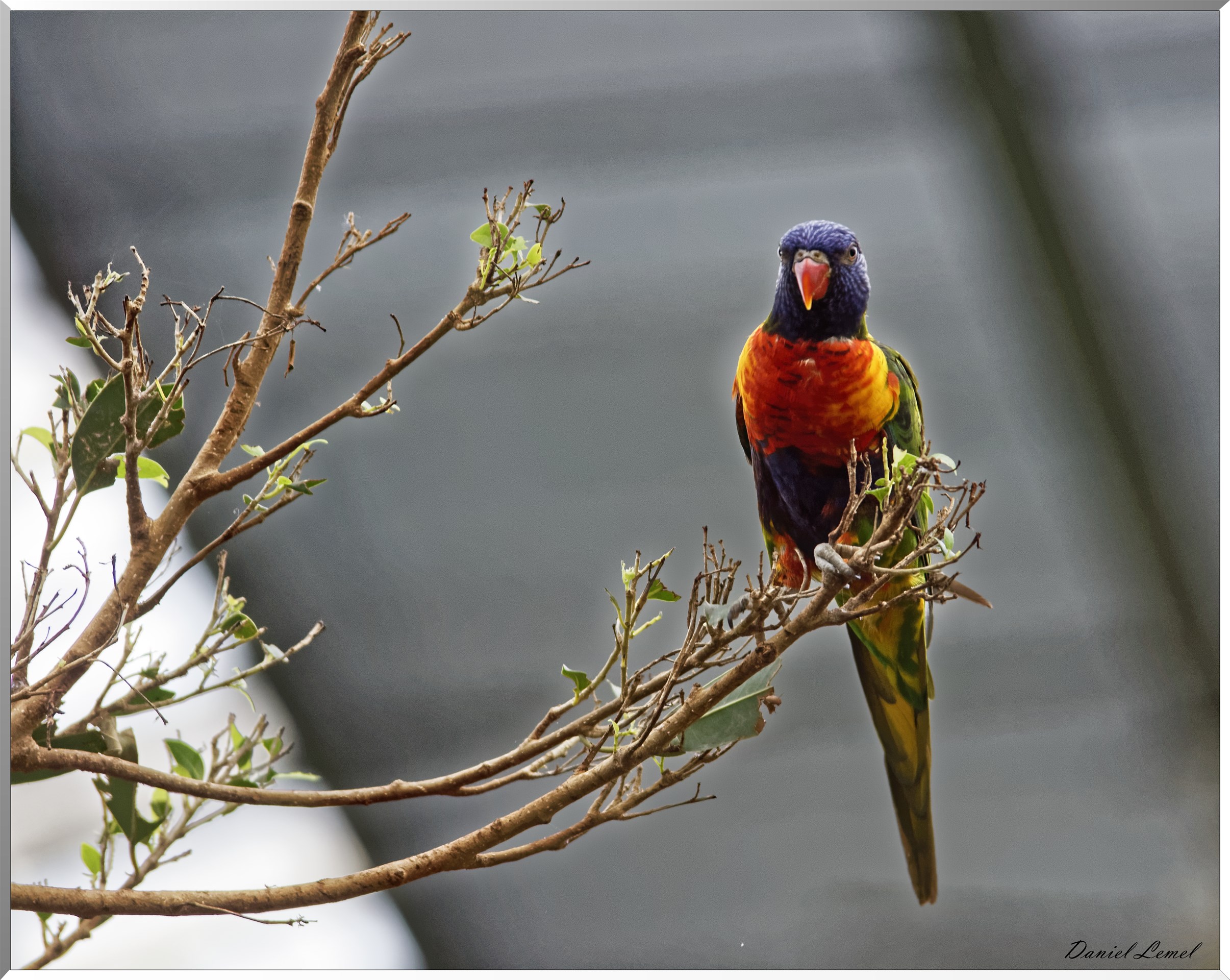 Loriquets arc-en-ciel
