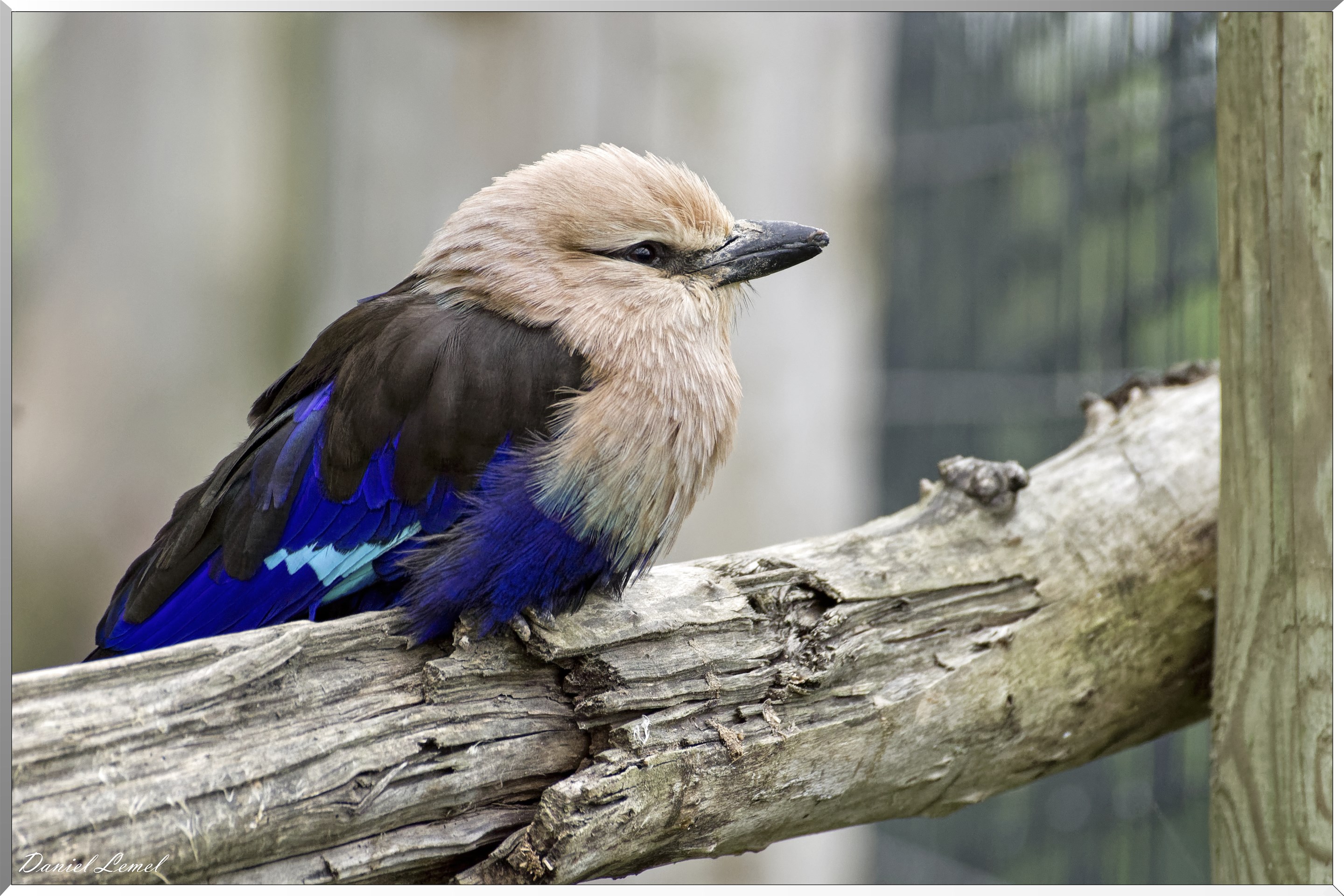 Rollier à ventre bleu
