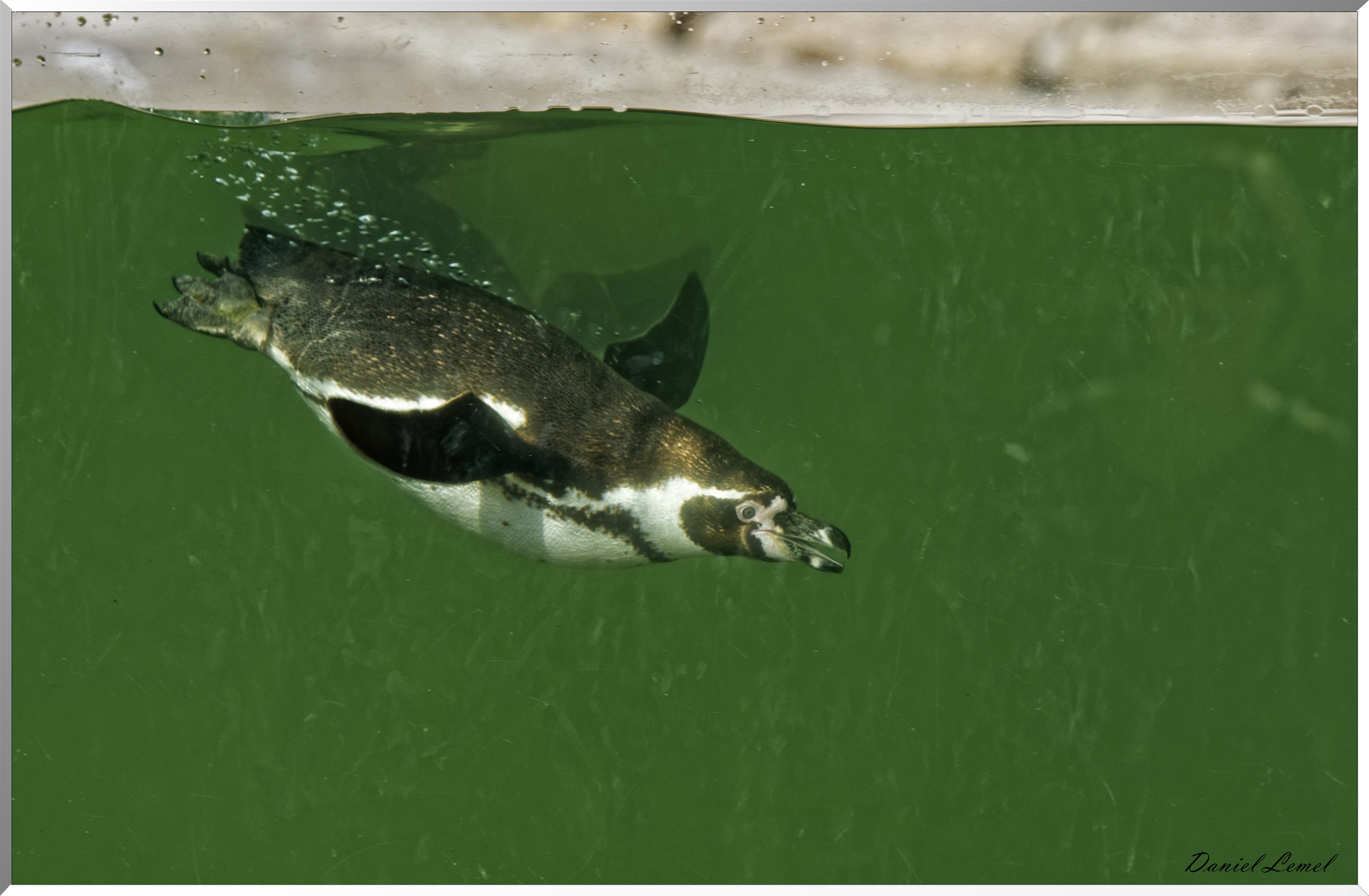 Manchots de Humboldt