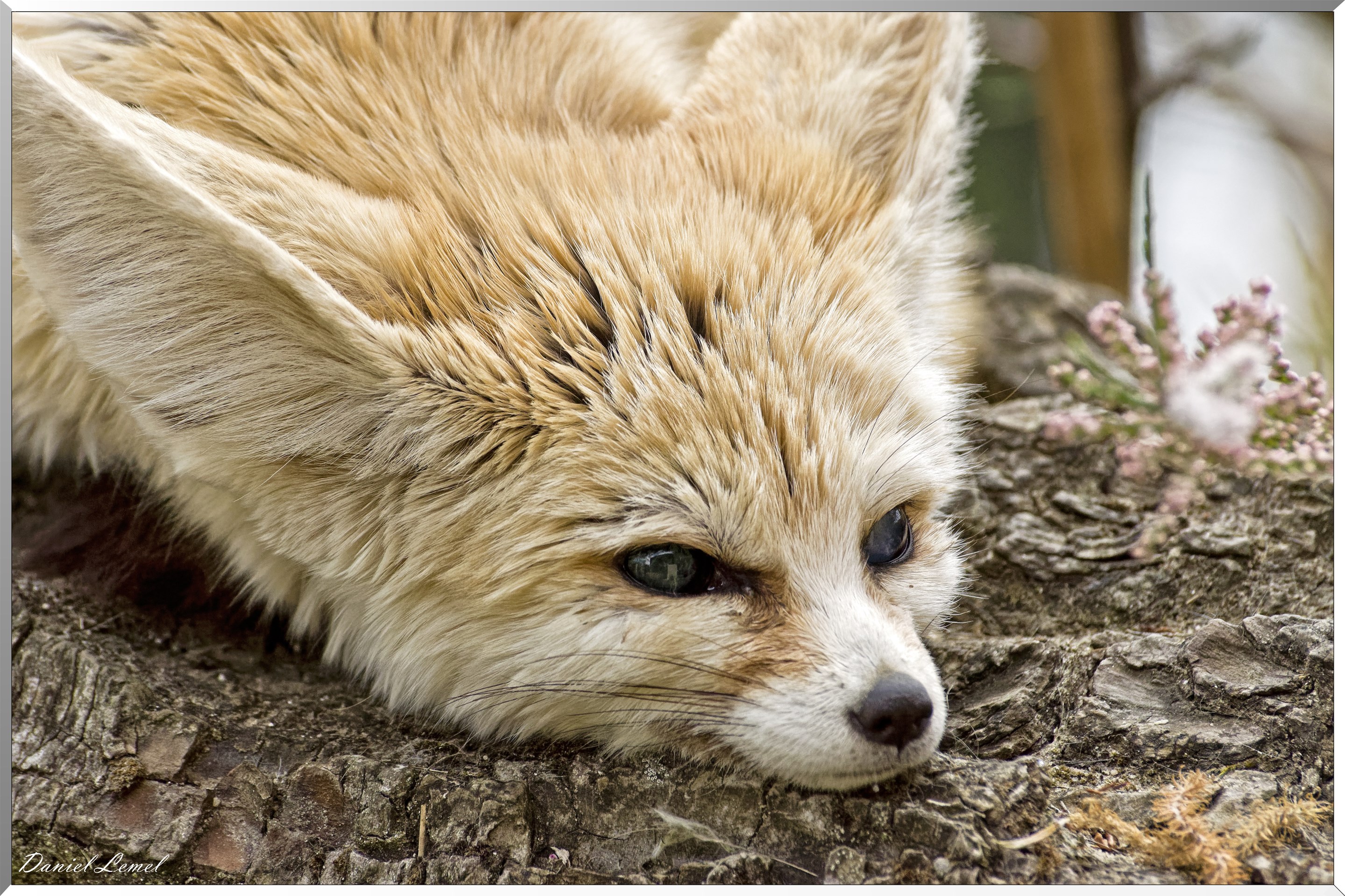 Petit fennec