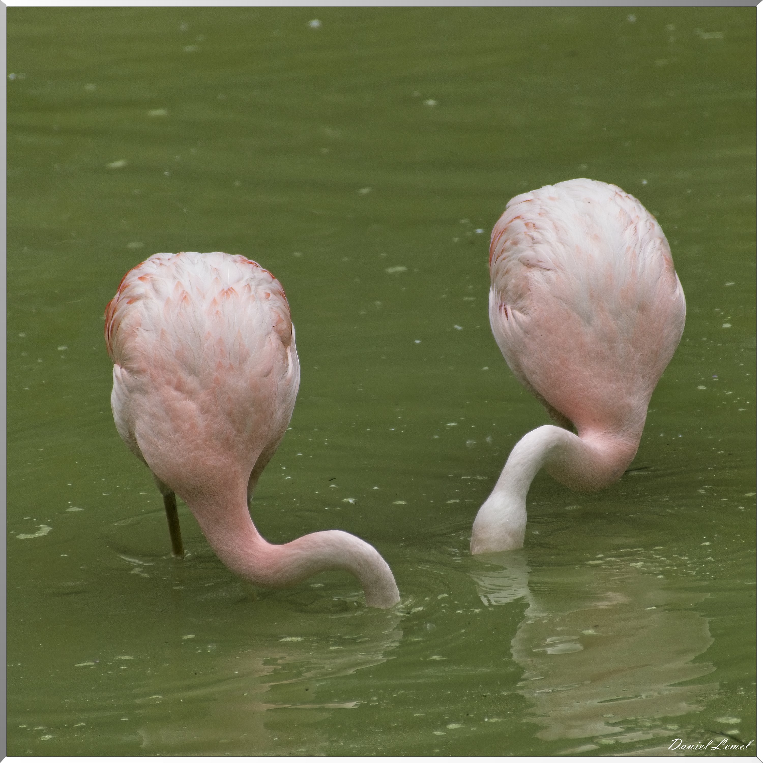 Flamant rose du Chili