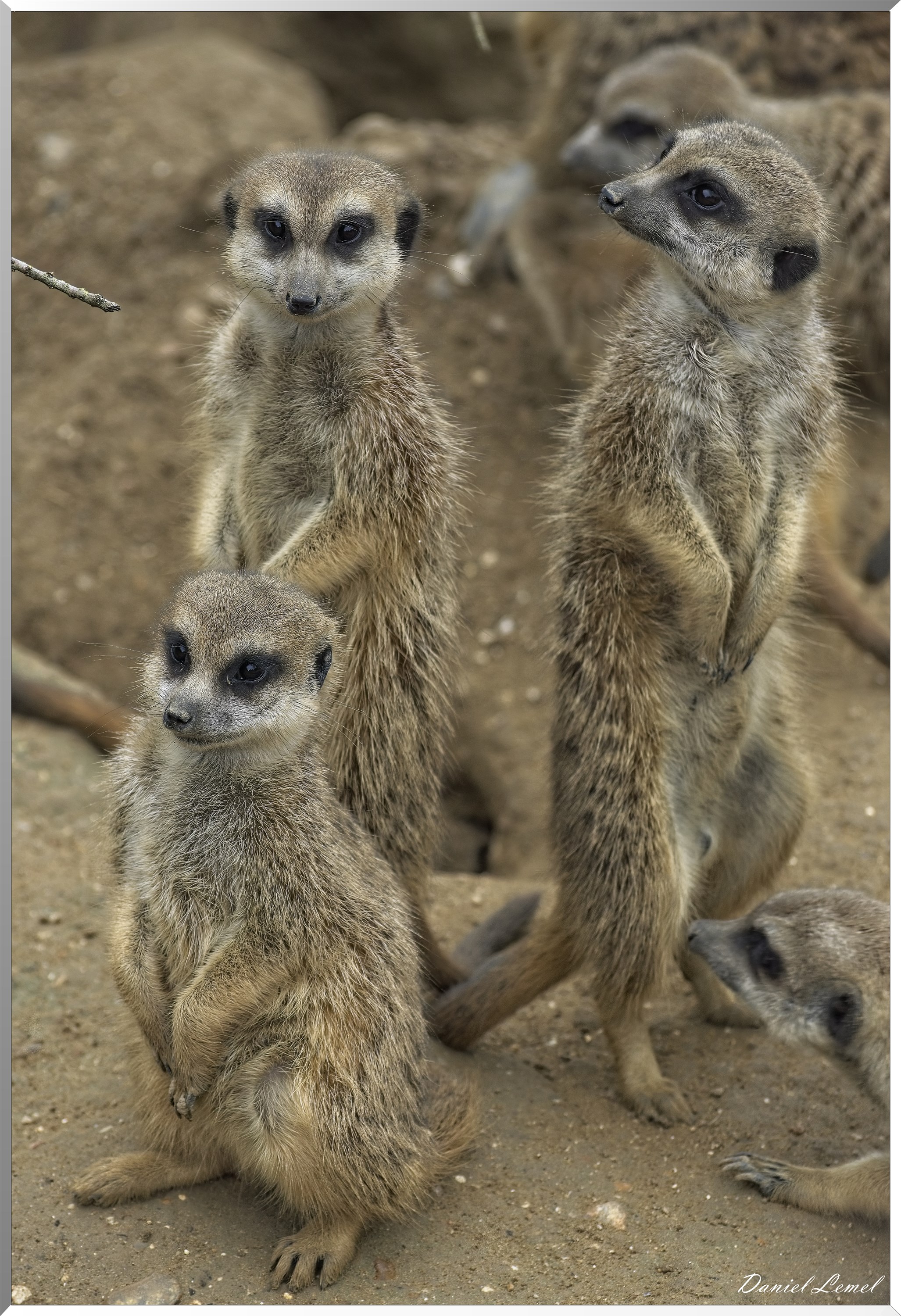 Suricates