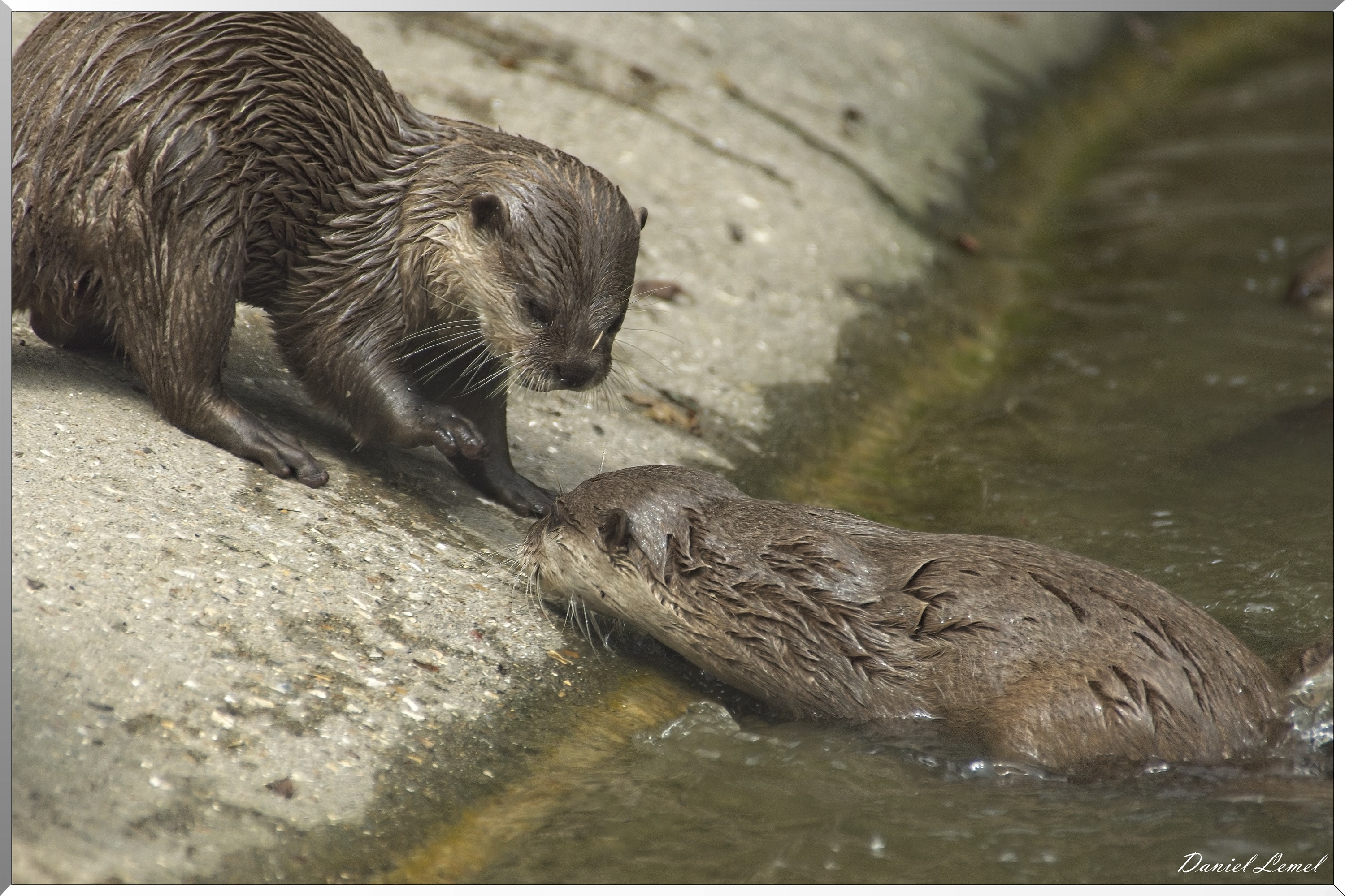 Loutres naine d'Asie