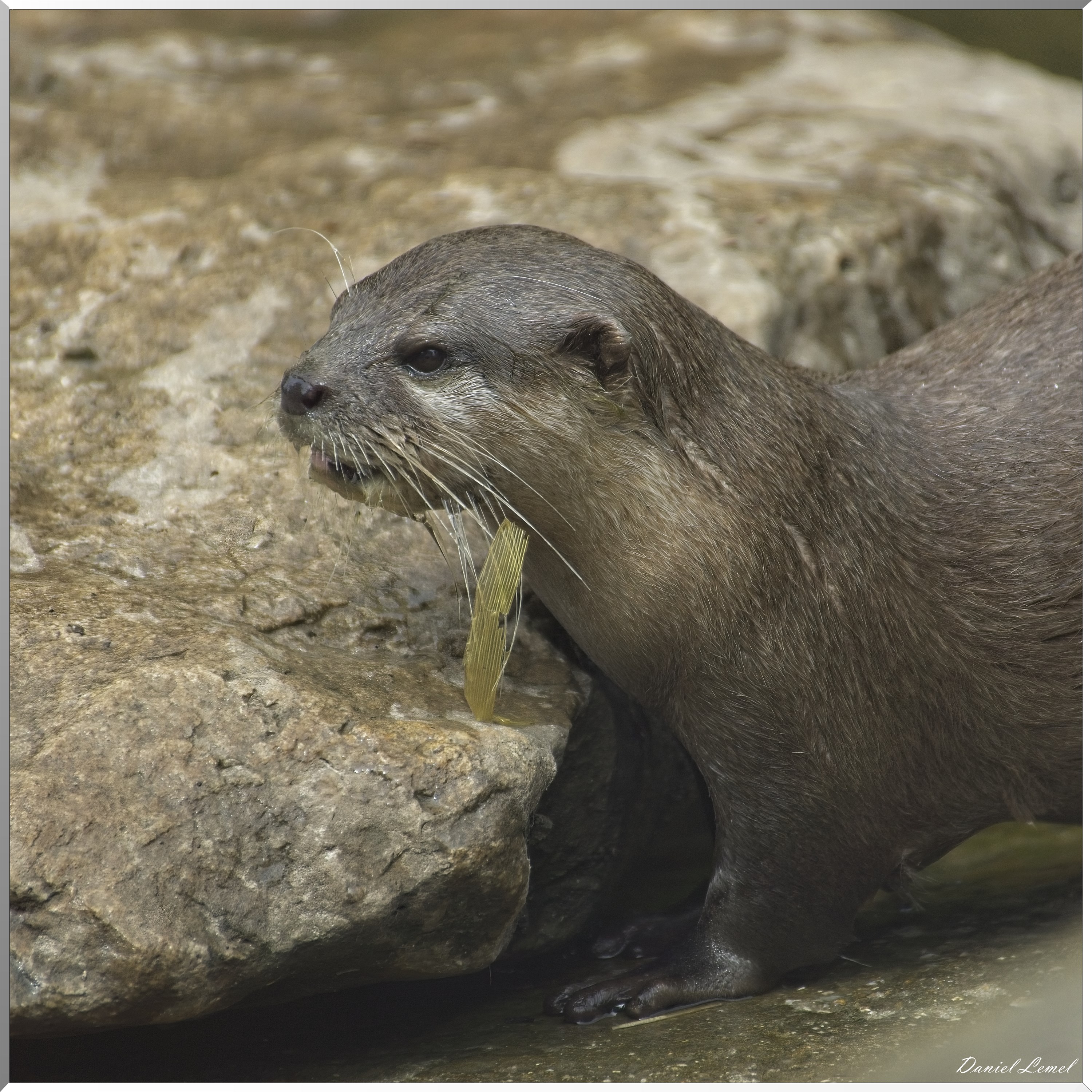 Loutres naine d'Asie
