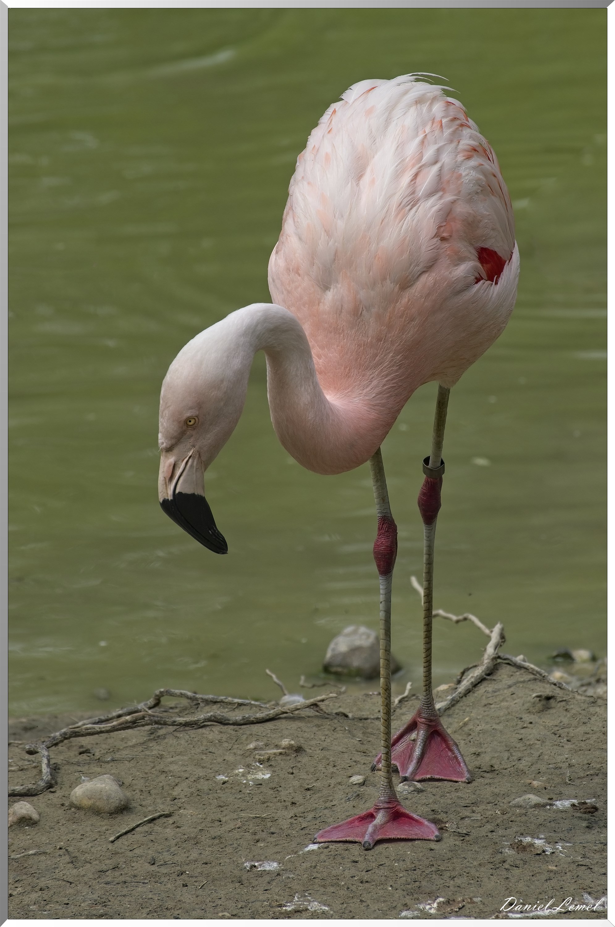Flamant rose du Chili