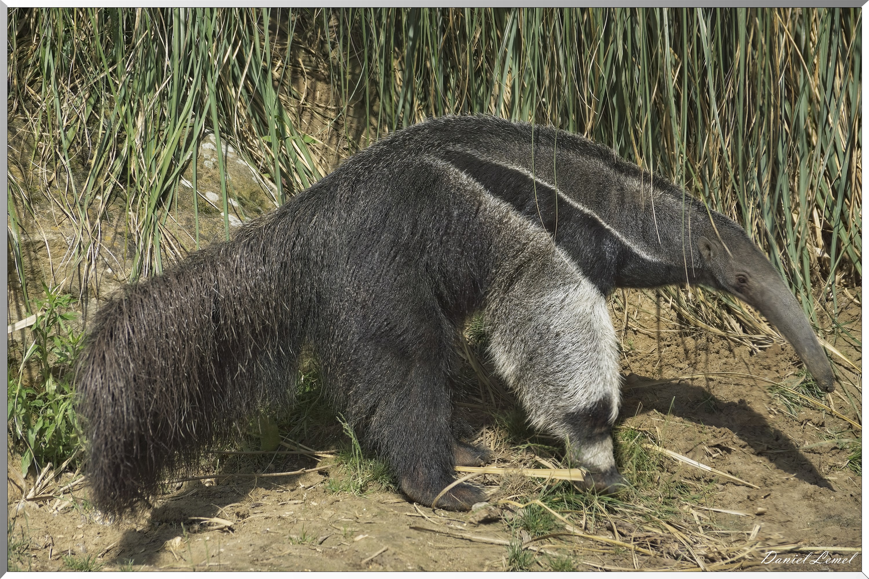 Tmanoir ou Fourmilier Géant