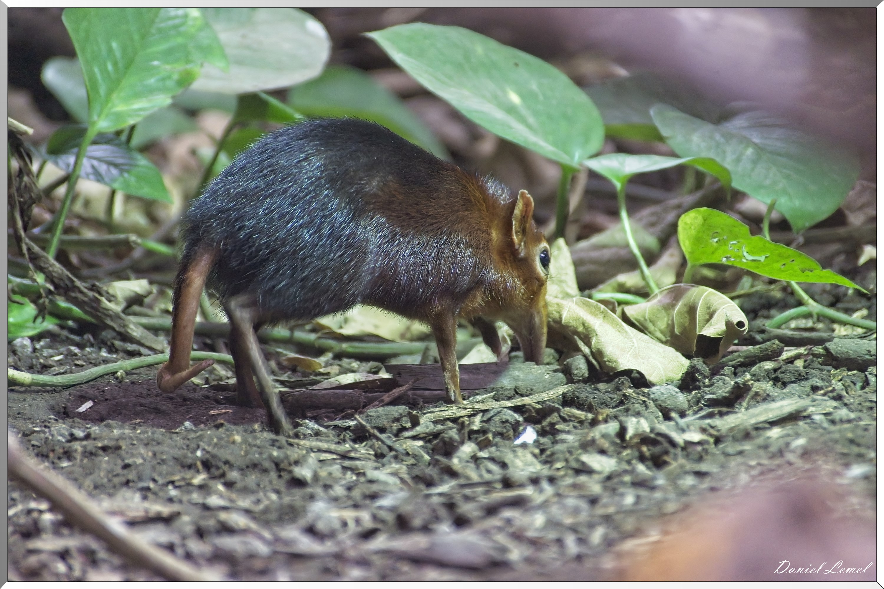 Musaraigne-éléphant de Peters