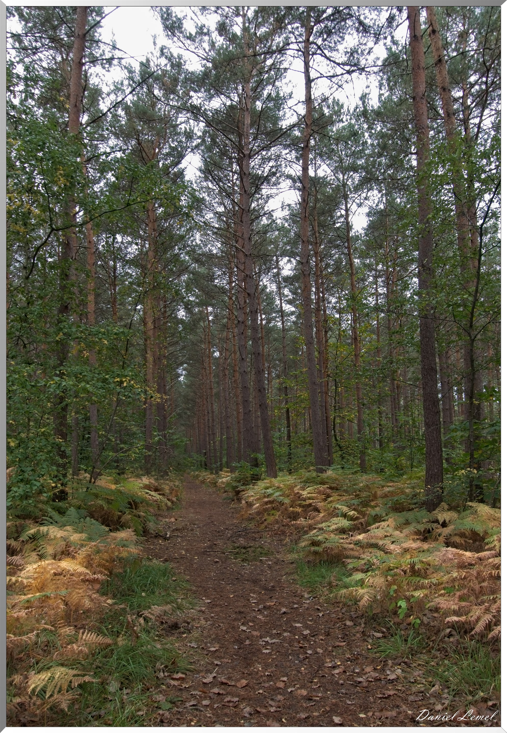 Forêt de Bord à l'automne