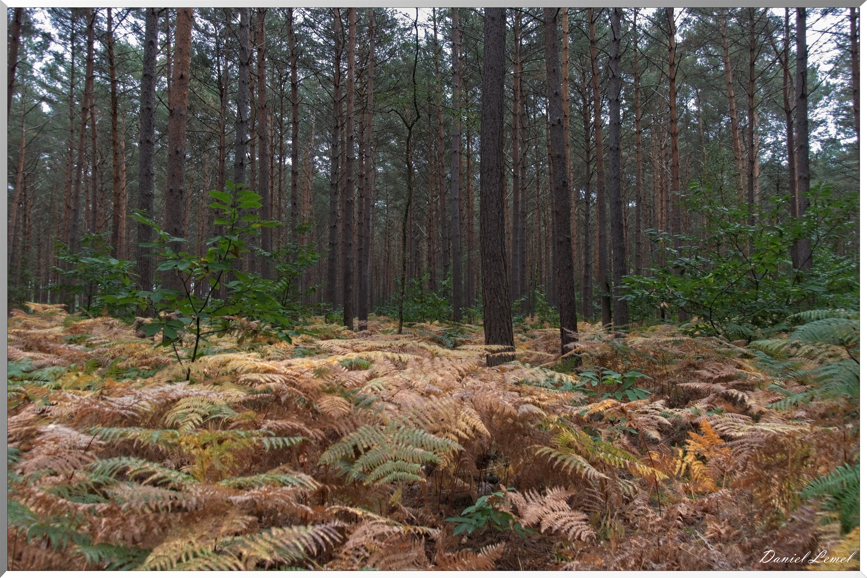 Forêt de Bord à l'automne