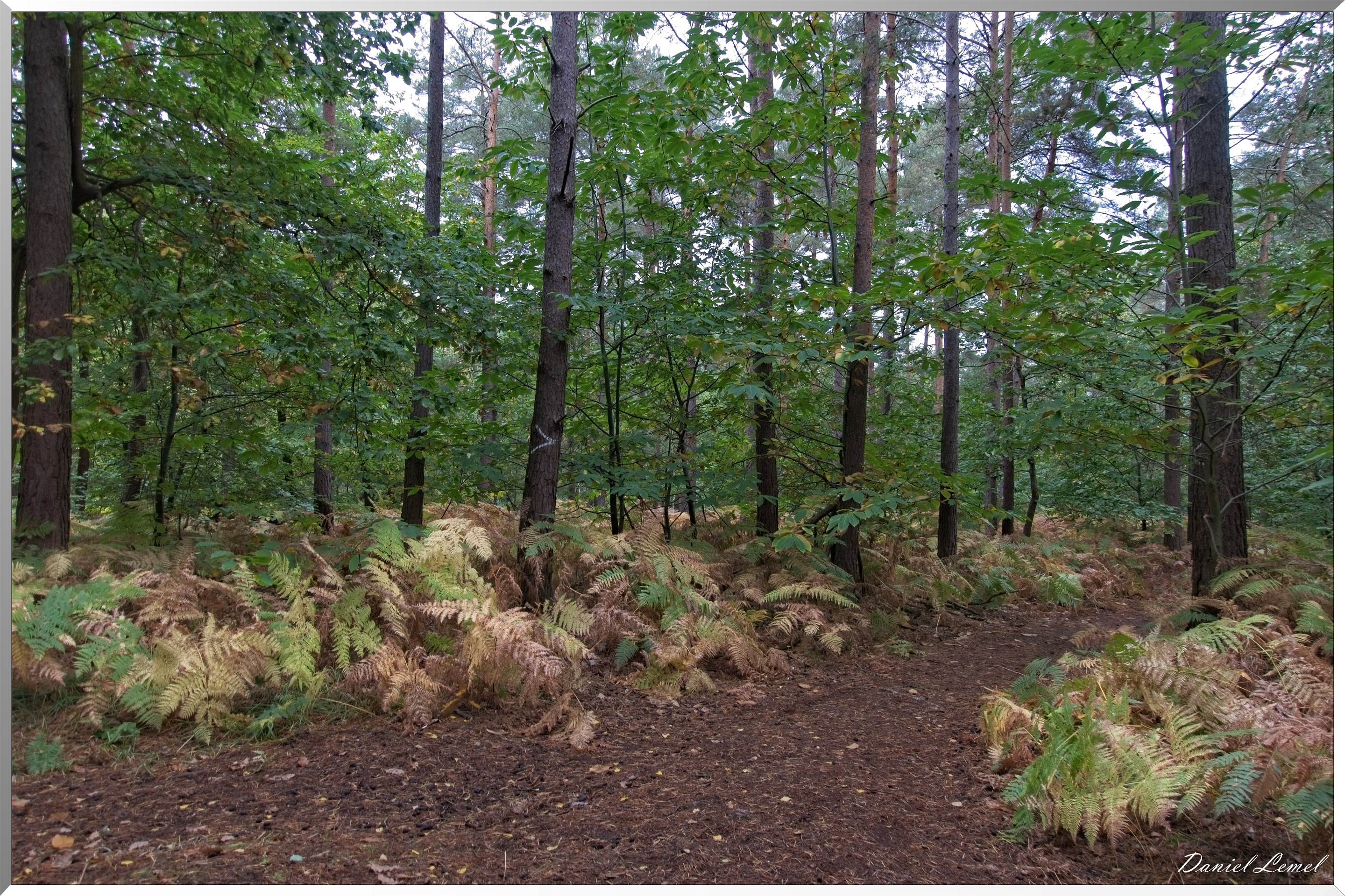 Forêt de Bord à l'automne