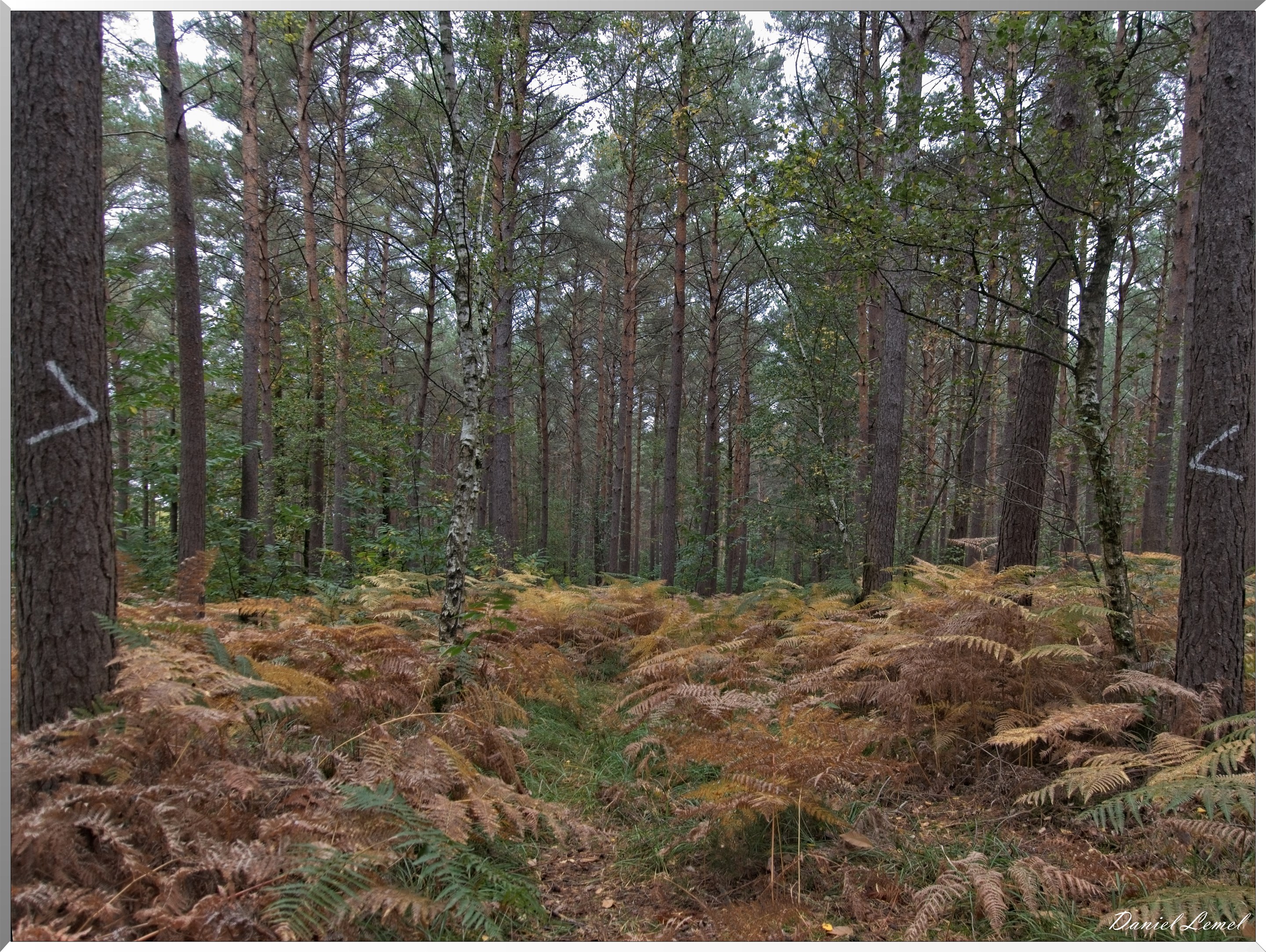 Forêt de Bord à l'automne