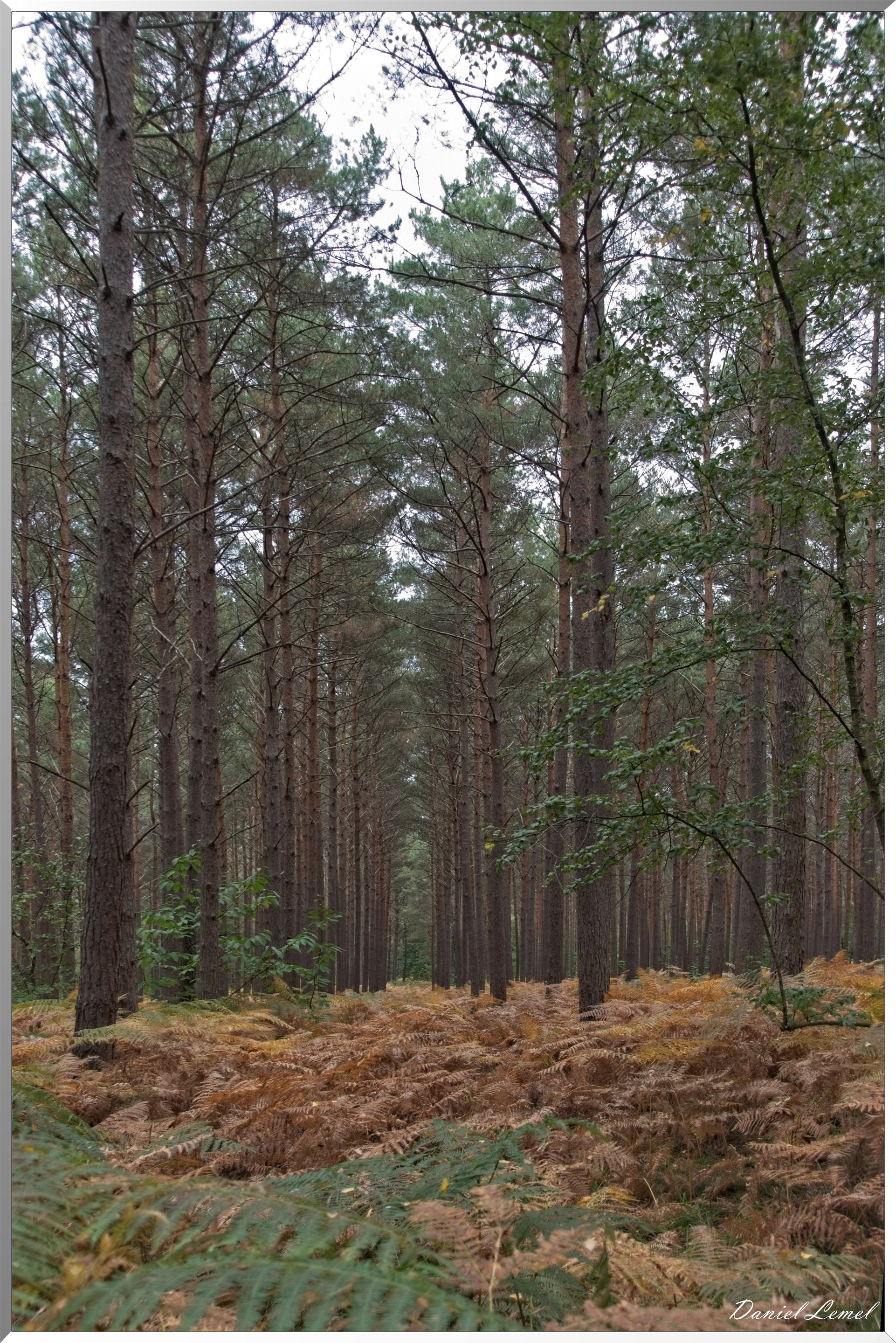 Forêt de Bord à l'automne