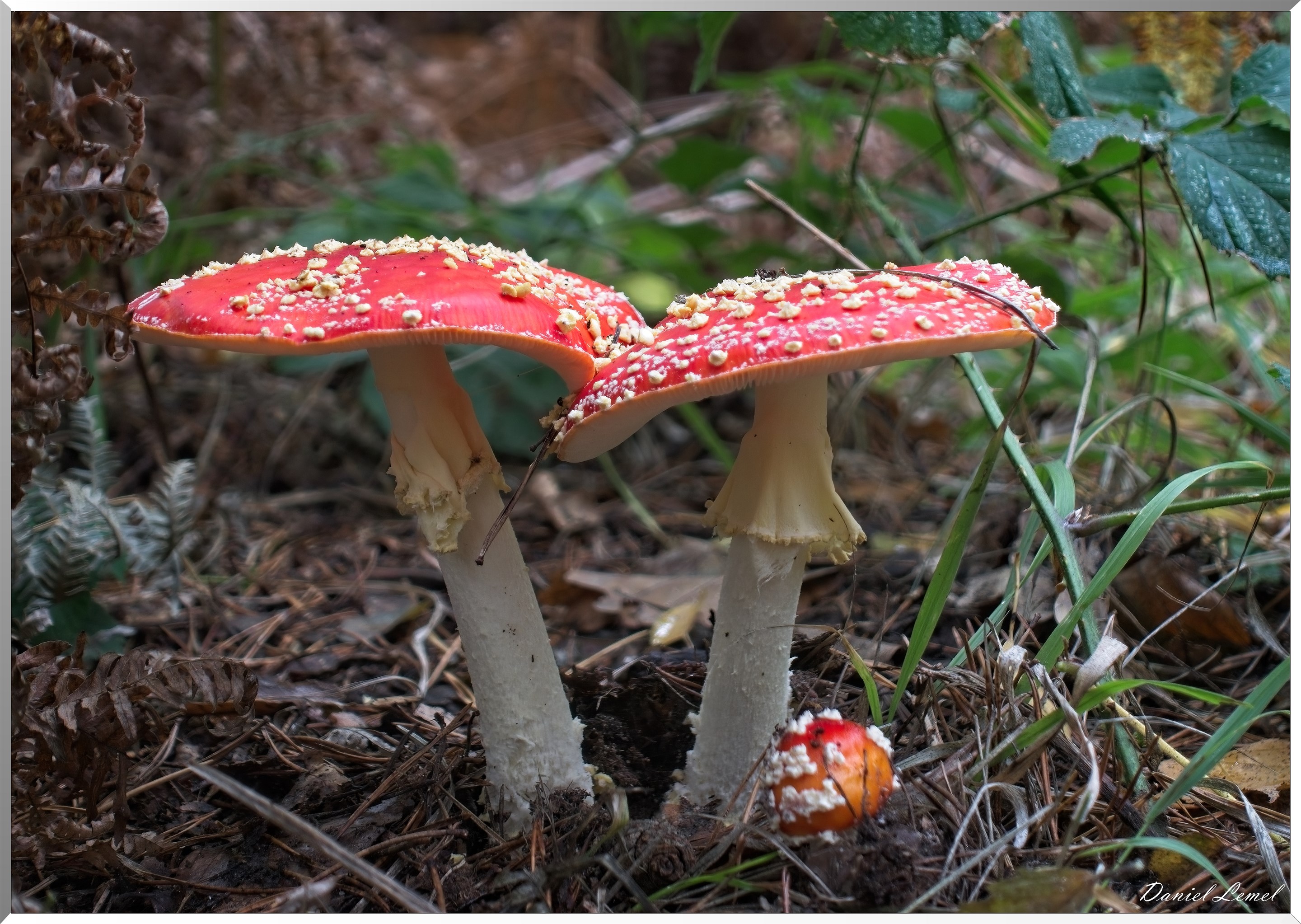 Forêt de Bord à l'automne