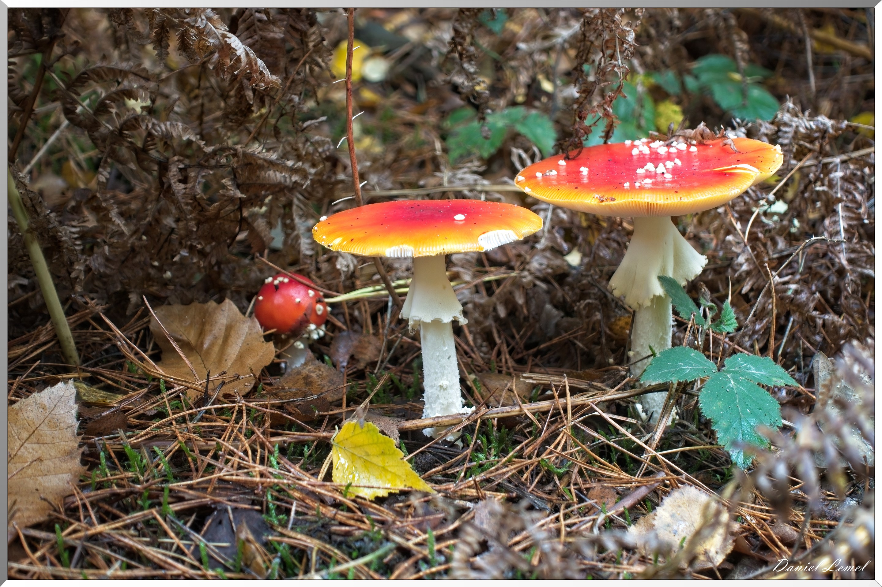 Forêt de Bord à l'automne
