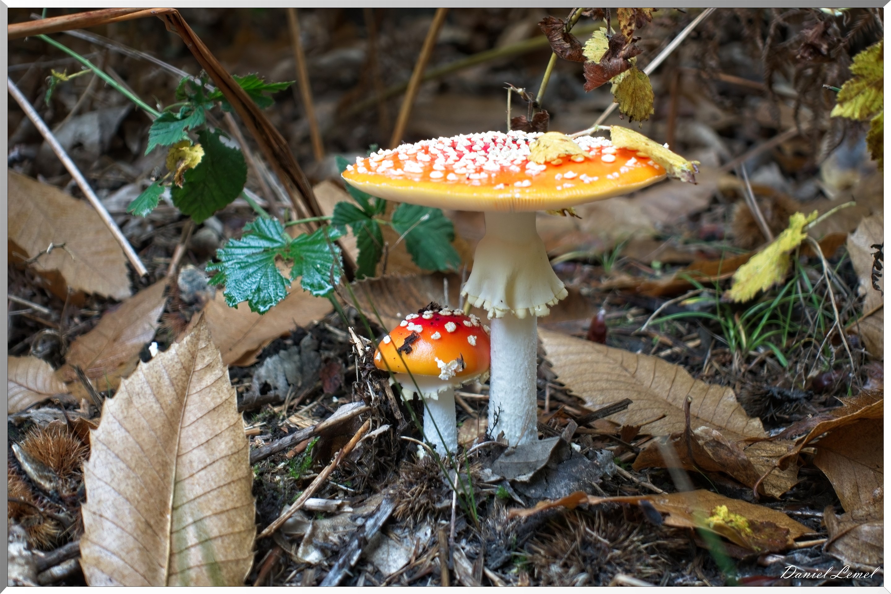 Forêt de Bord à l'automne