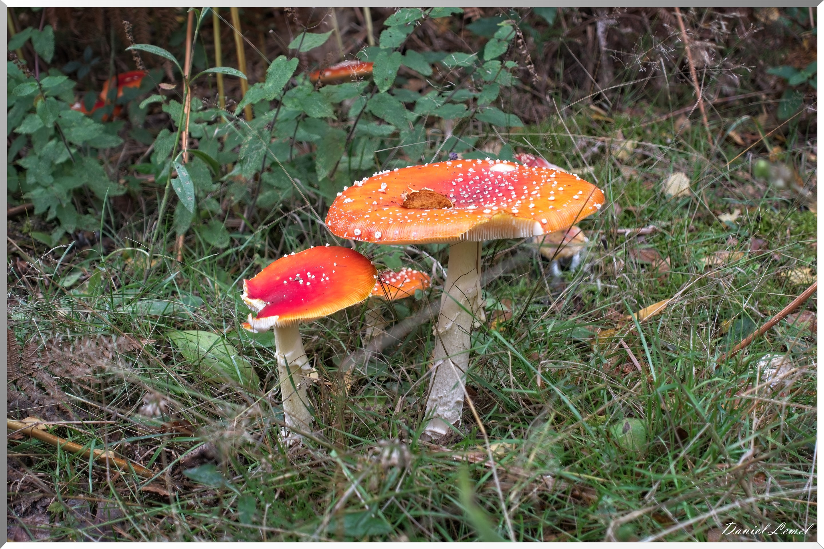 Forêt de Bord à l'automne