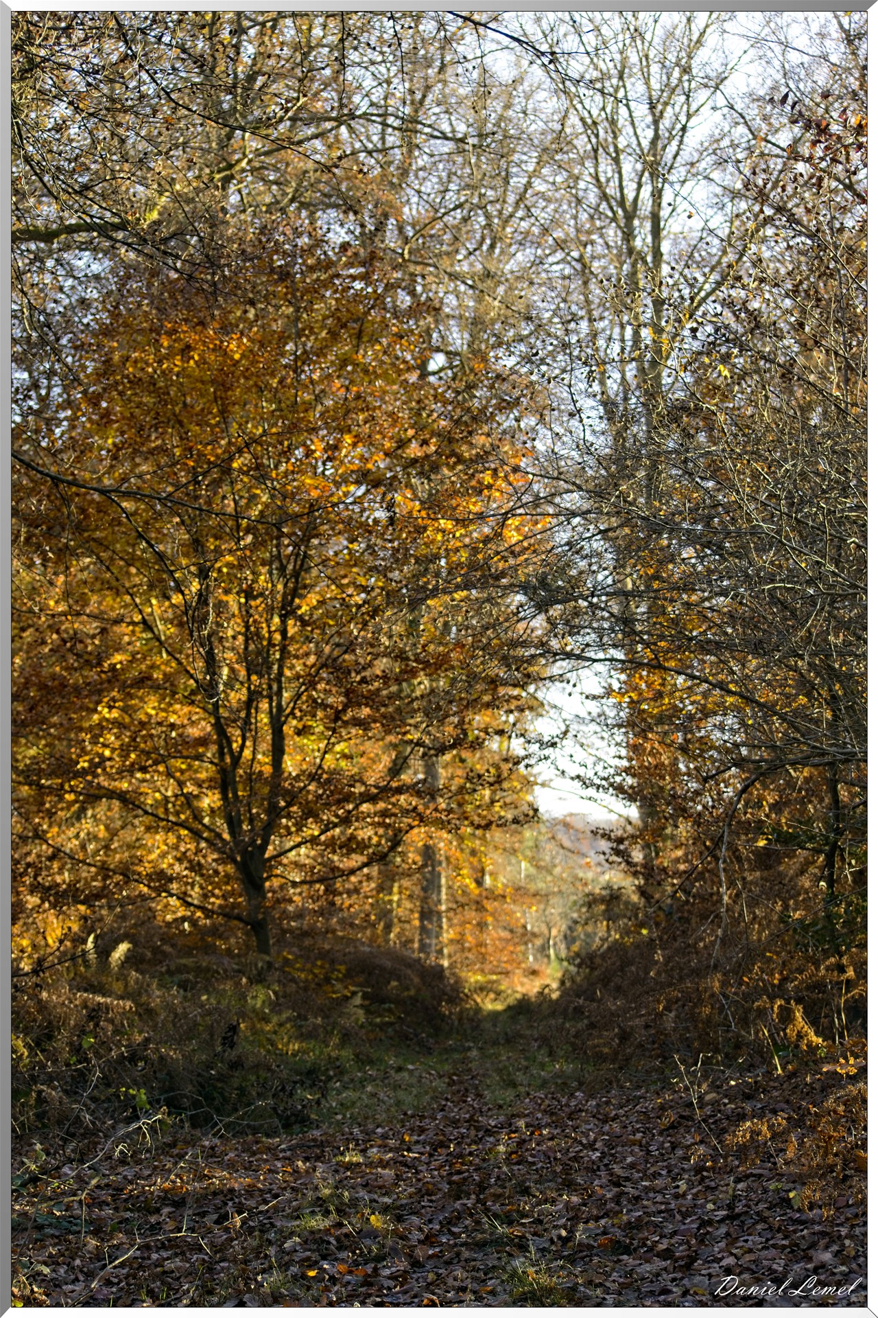 Forêt de Bord à l'automne