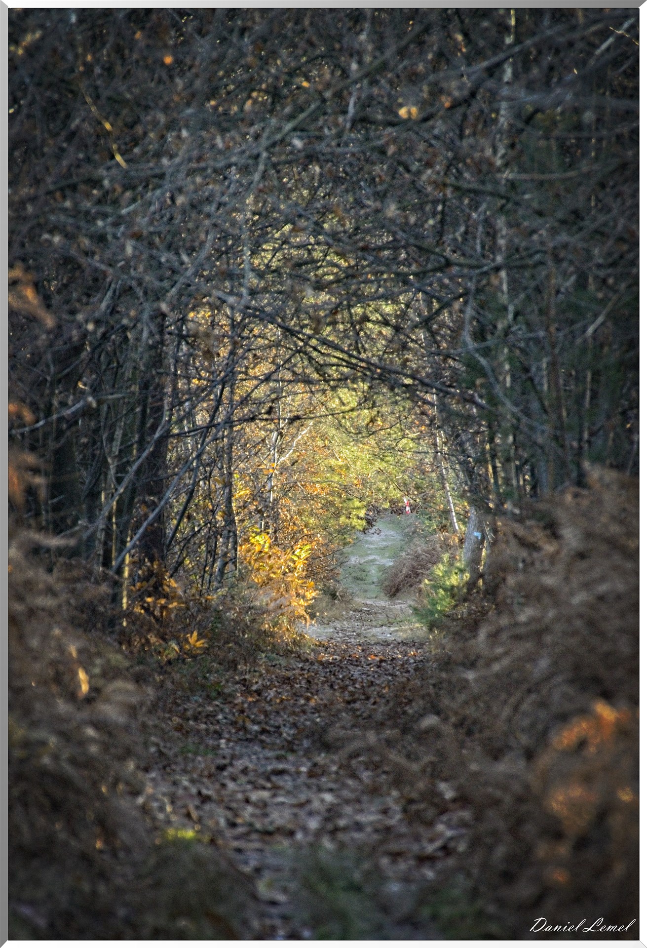 Forêt de Bord à l'automne