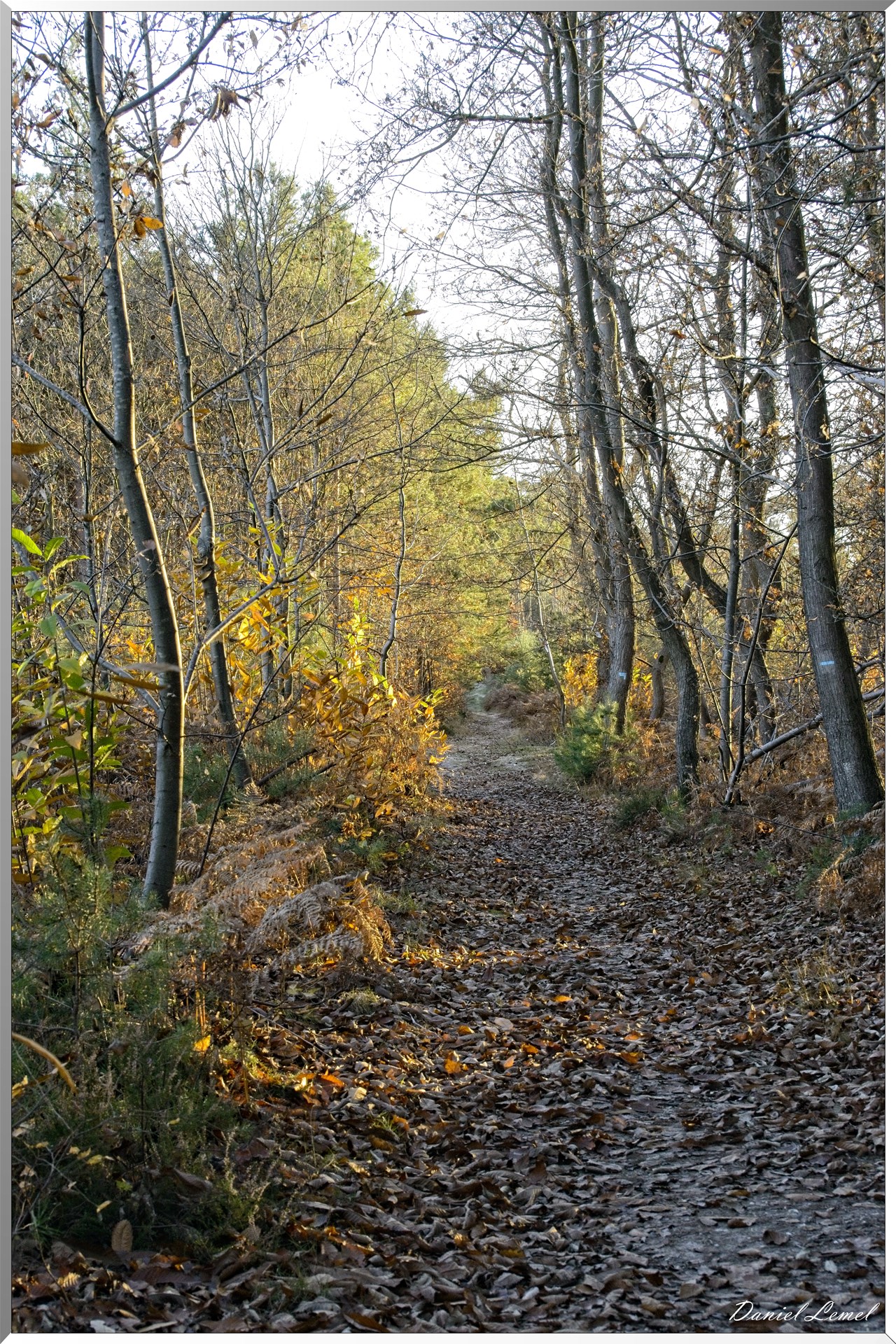 Forêt de Bord à l'automne