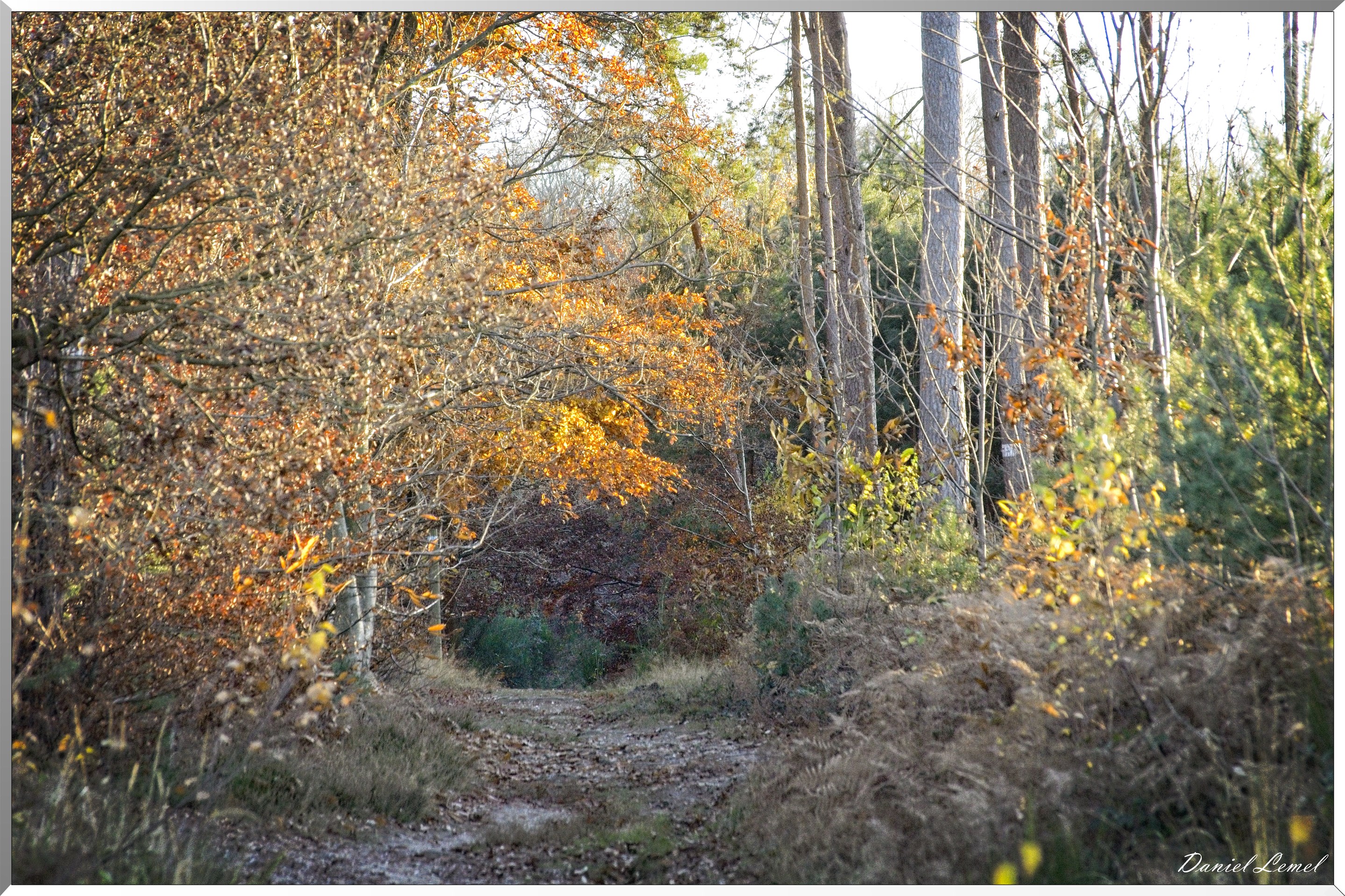 Forêt de Bord à l'automne