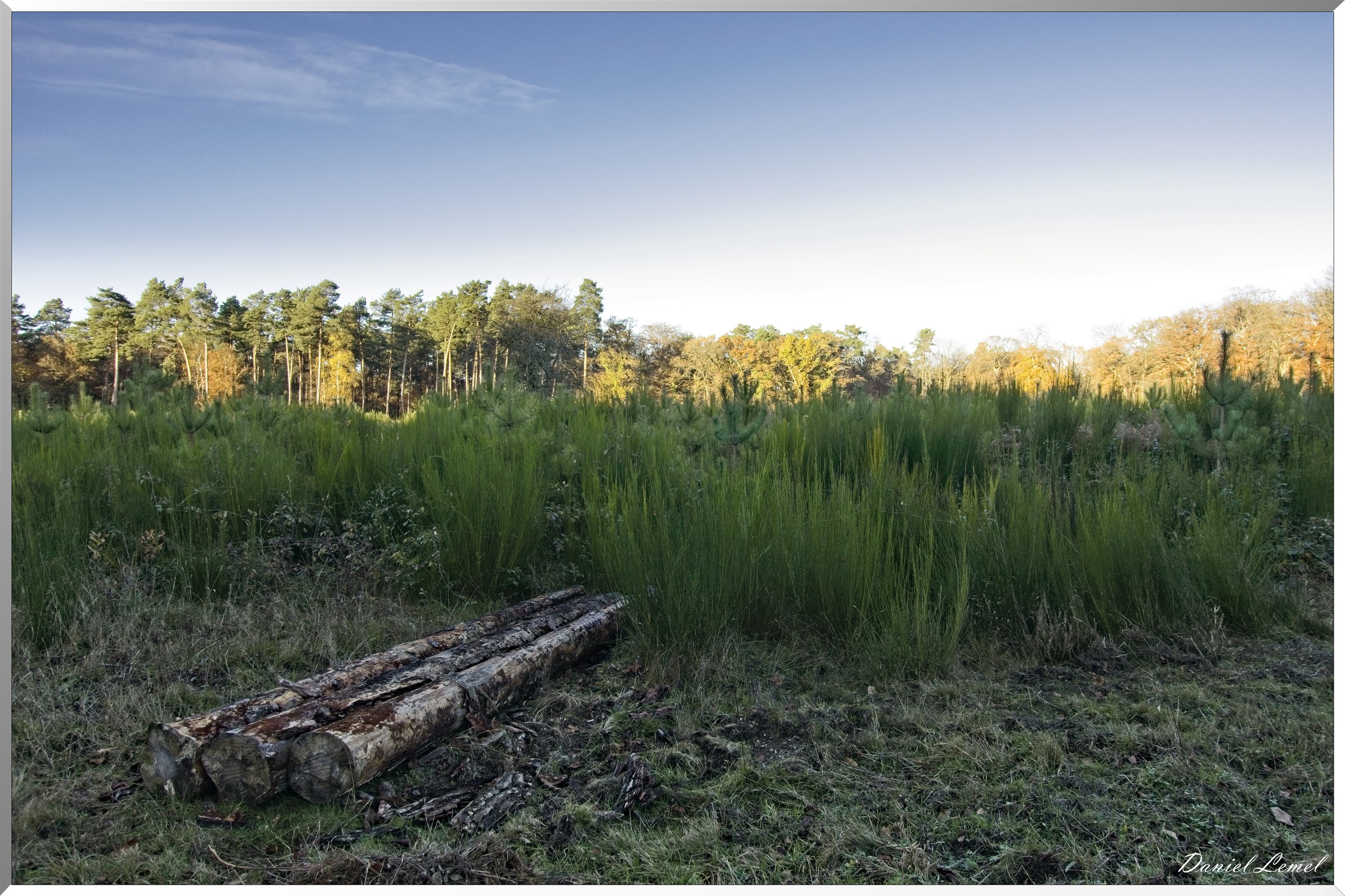 Forêt de Bord à l'automne