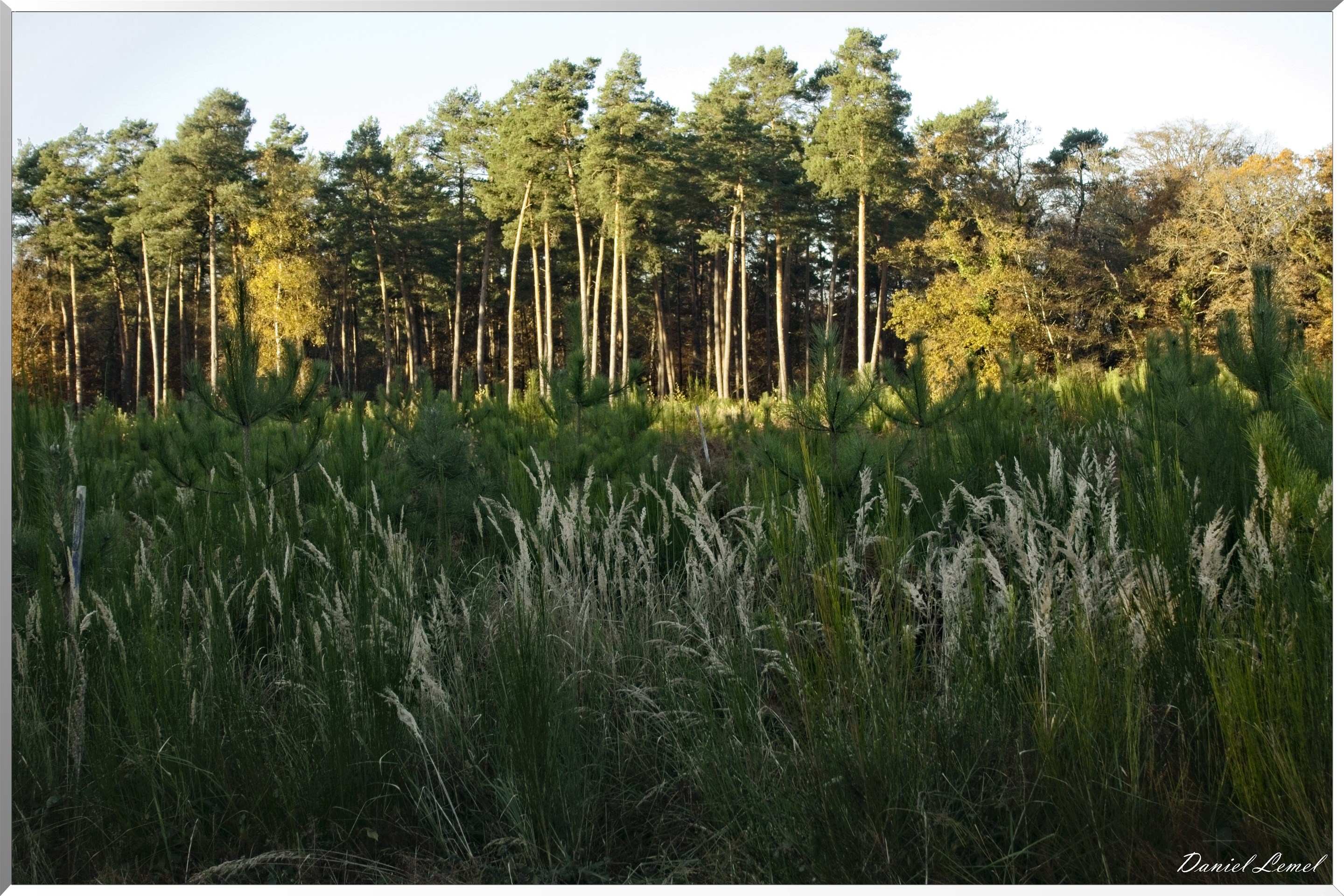 Forêt de Bord à l'automne