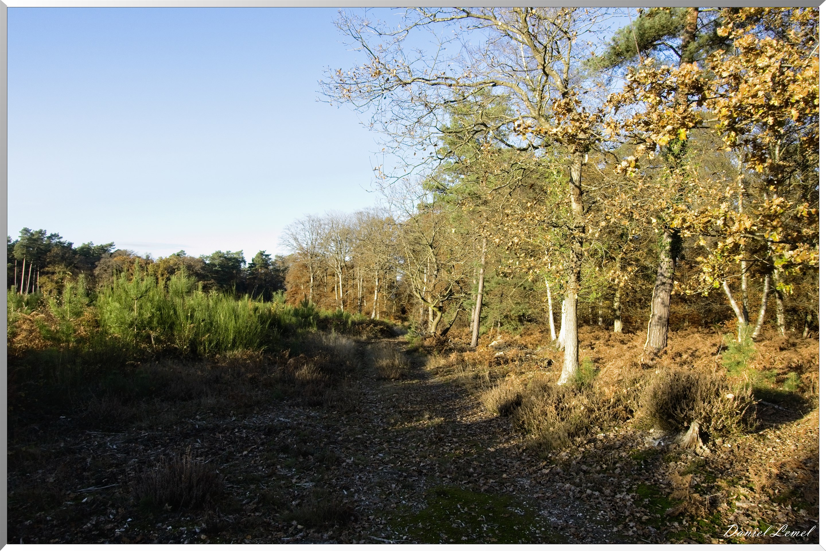Forêt de Bord à l'automne