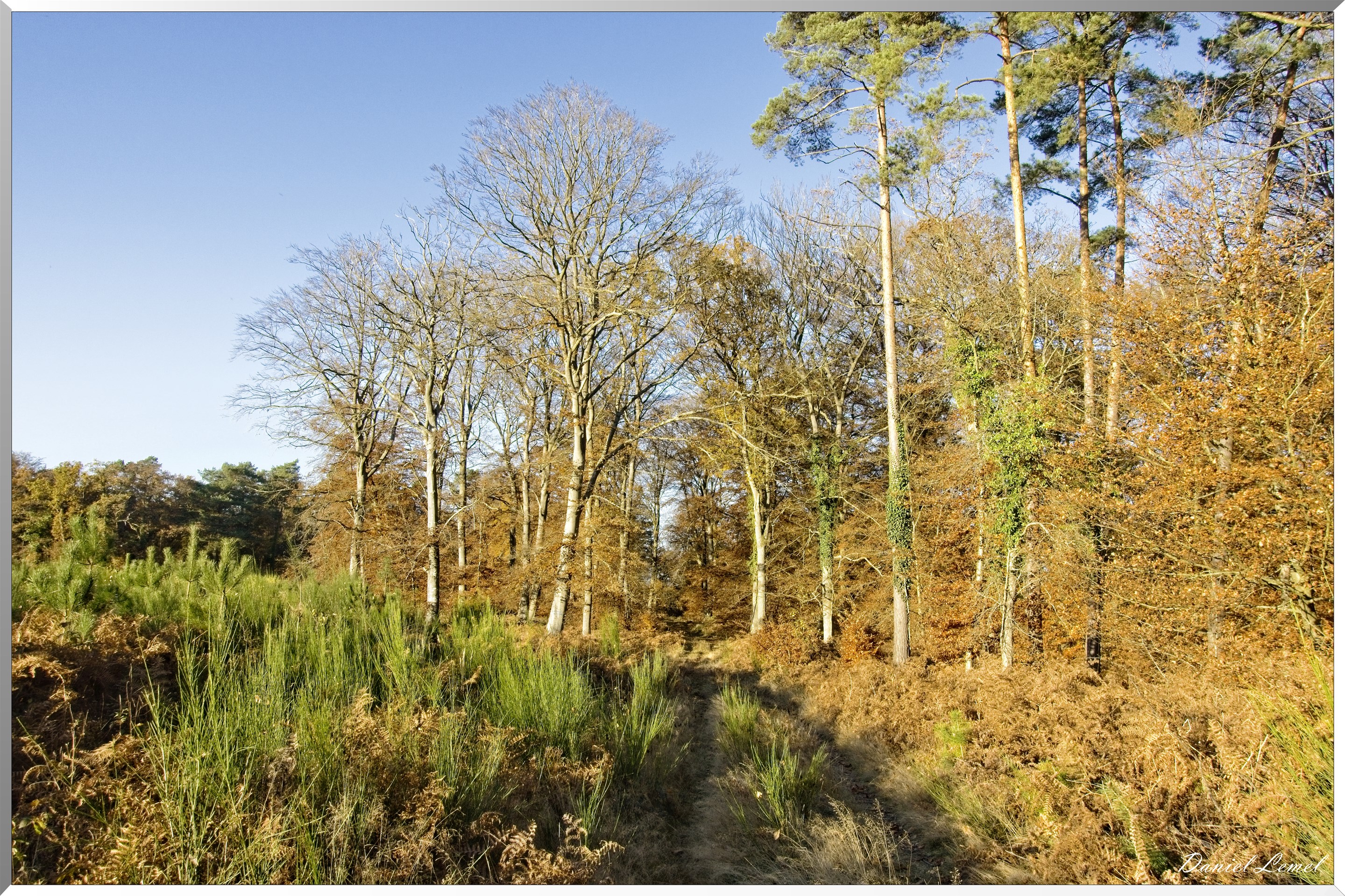 Forêt de Bord à l'automne