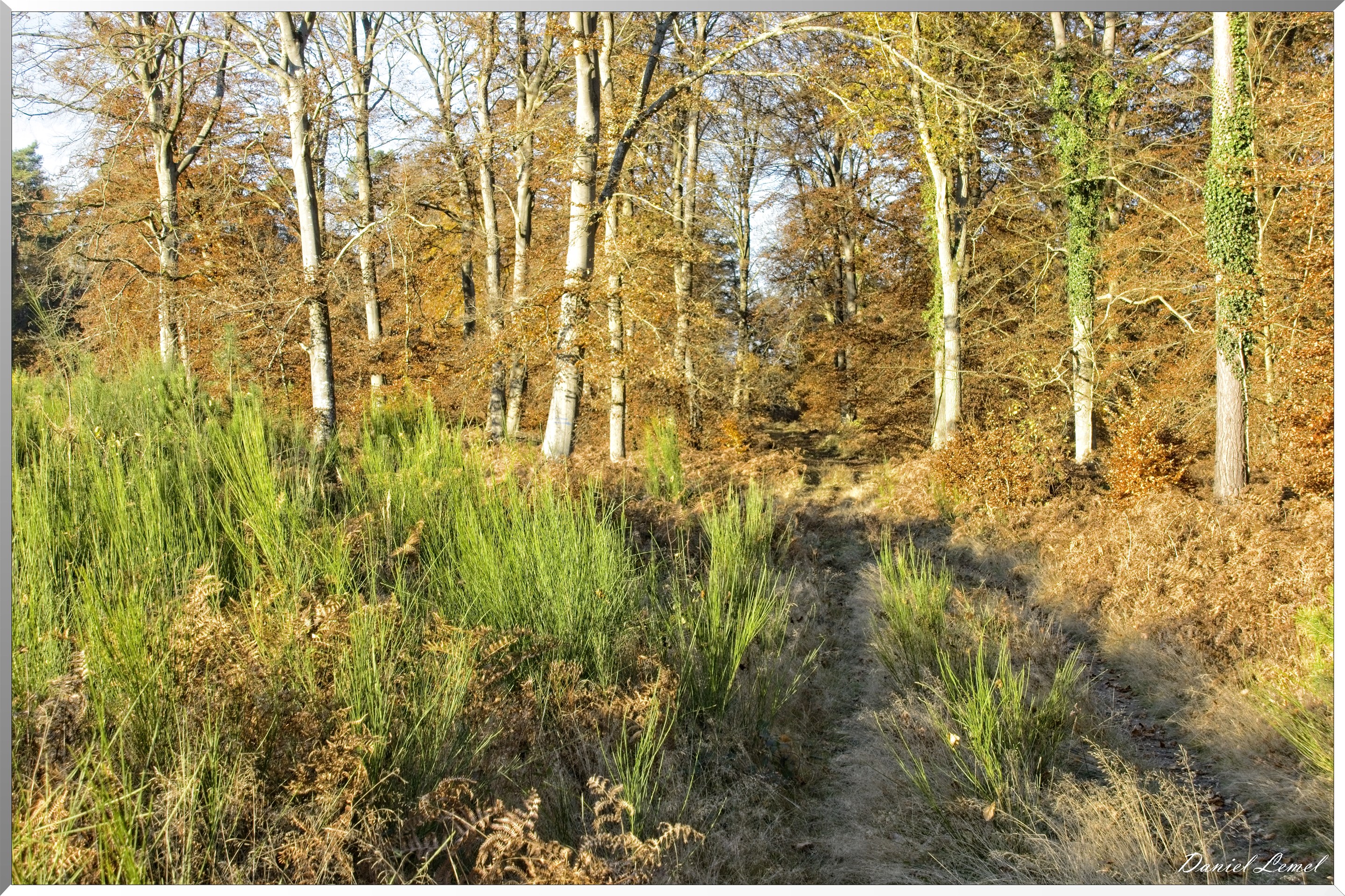 Forêt de Bord à l'automne