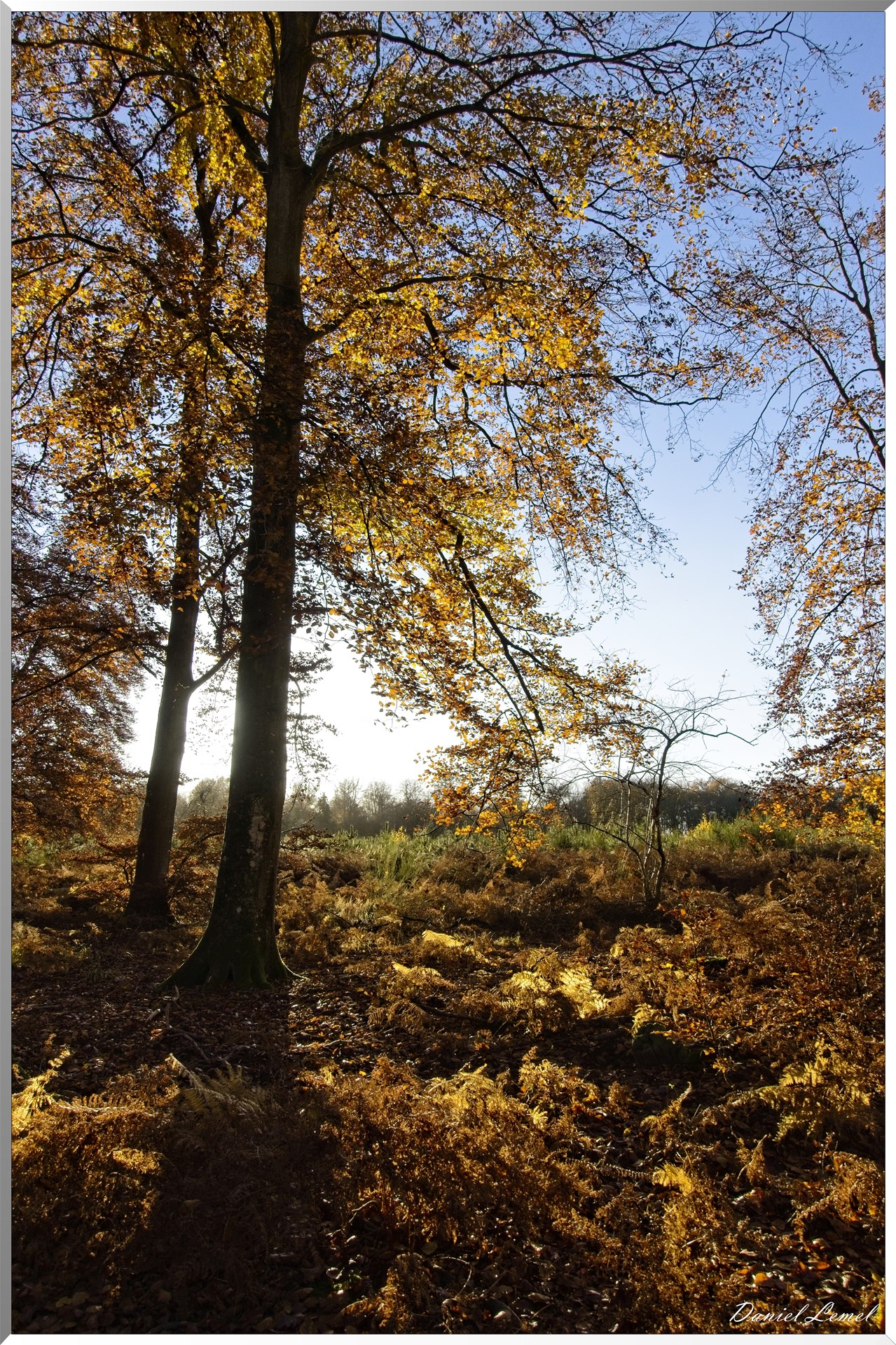 Forêt de Bord à l'automne