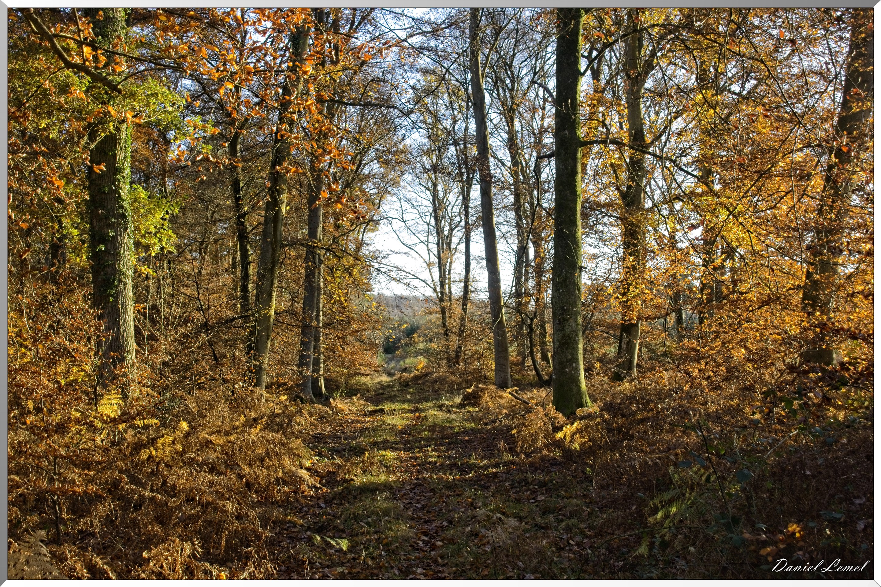 Forêt de Bord à l'automne