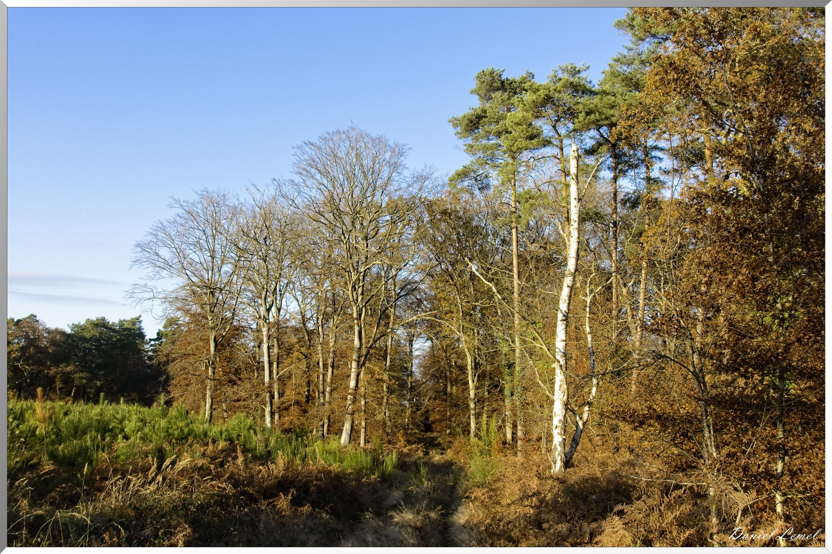 Forêt de Bord à l'automne