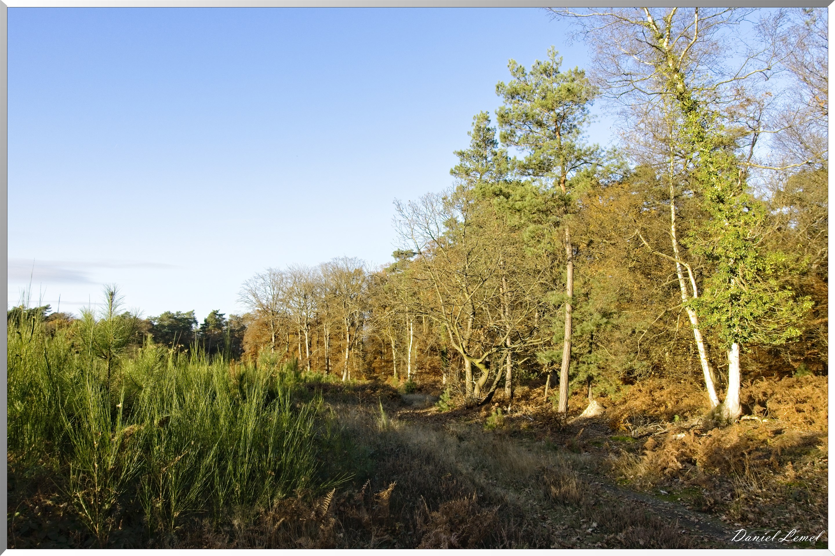 Forêt de Bord à l'automne
