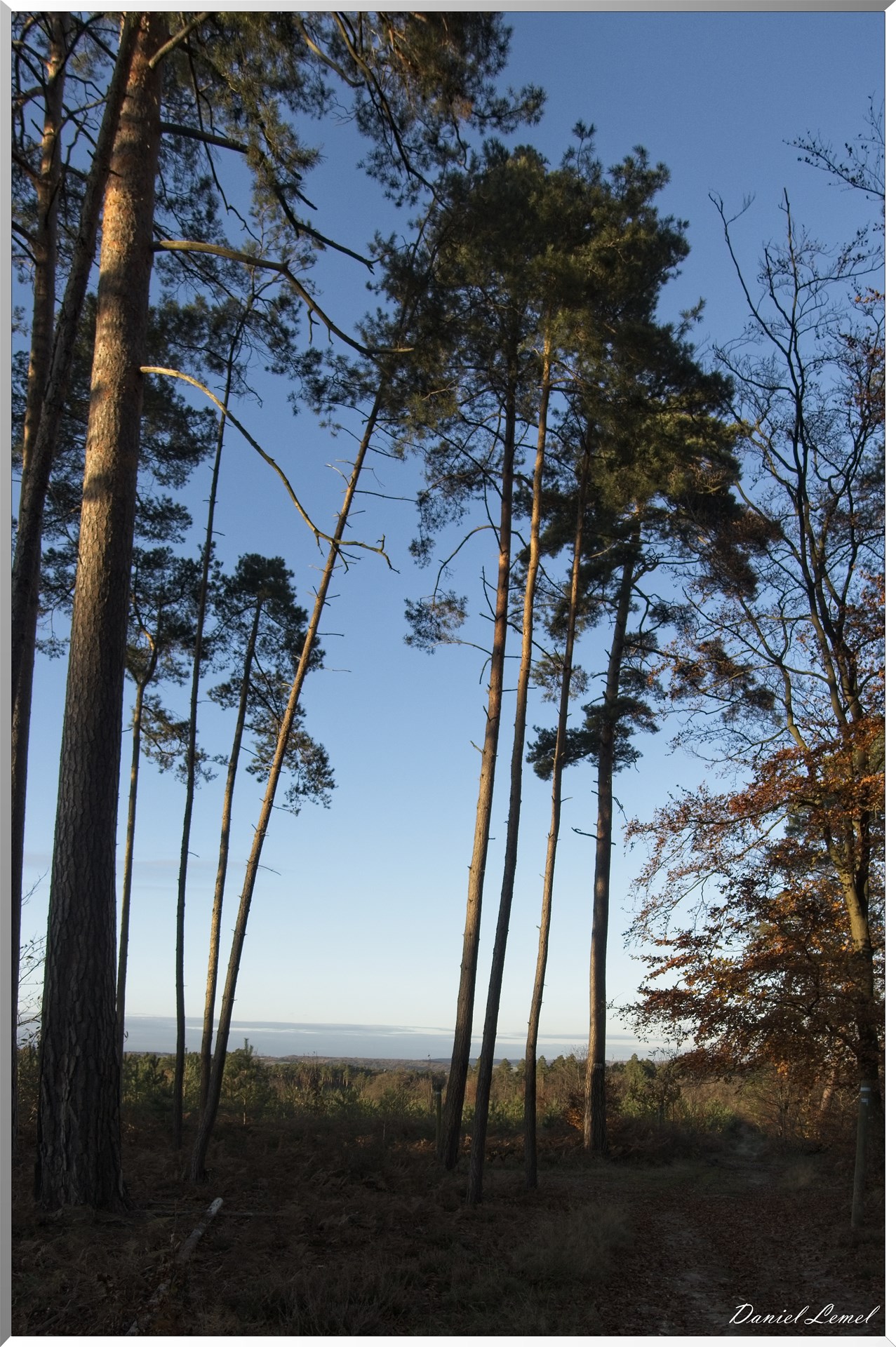 Forêt de Bord à l'automne