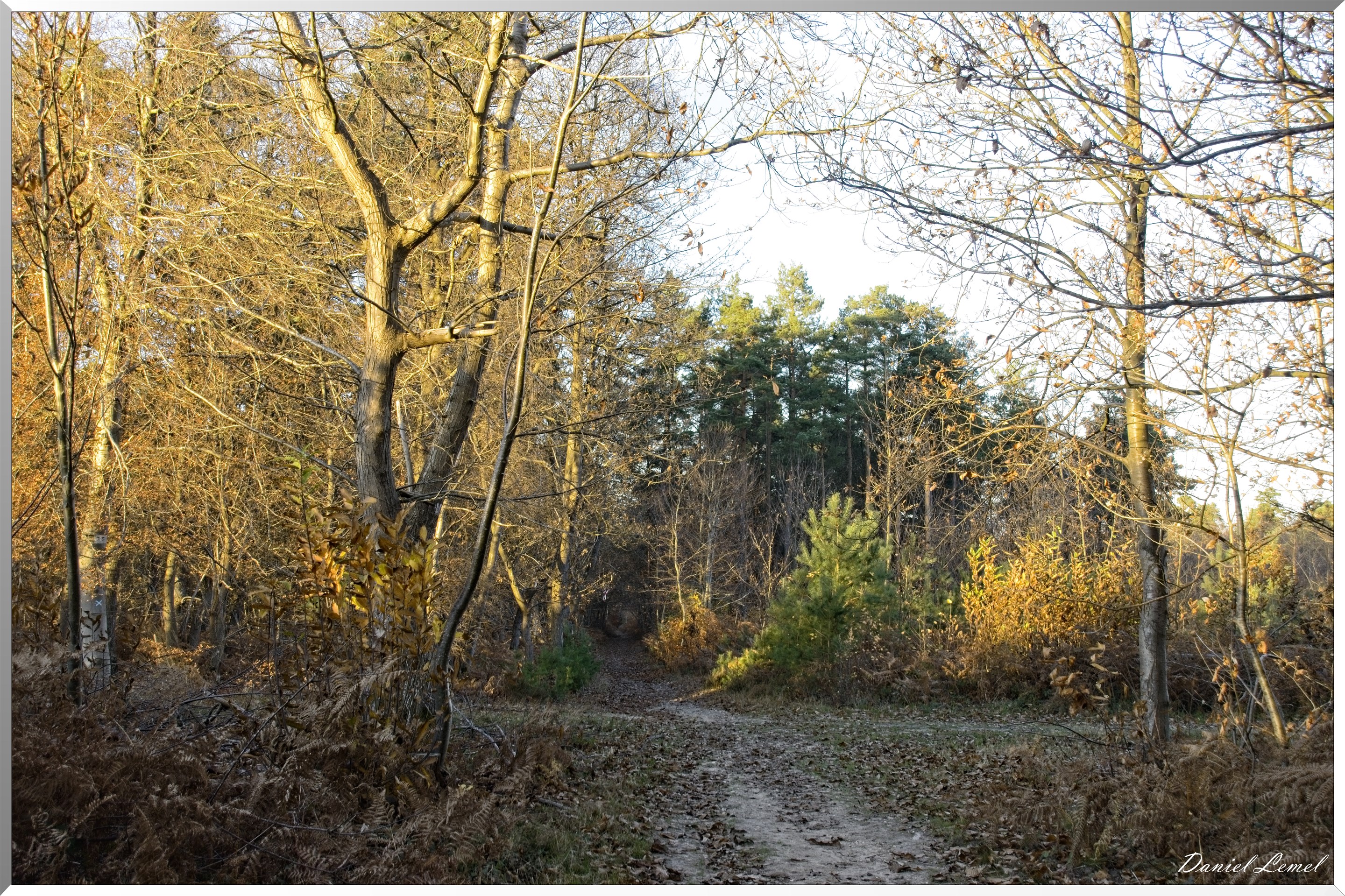 Forêt de Bord à l'automne