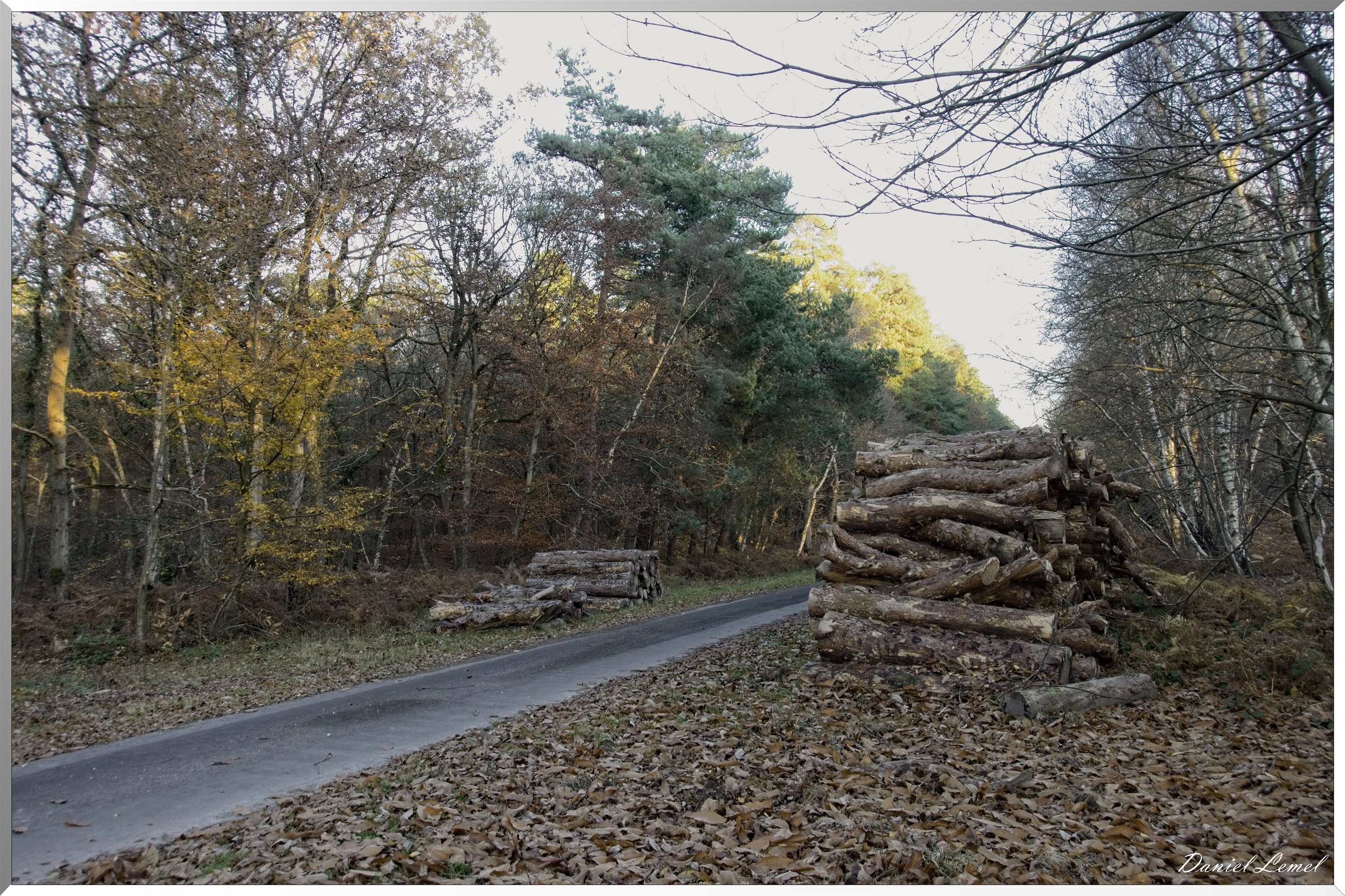 Forêt de Bord à l'automne