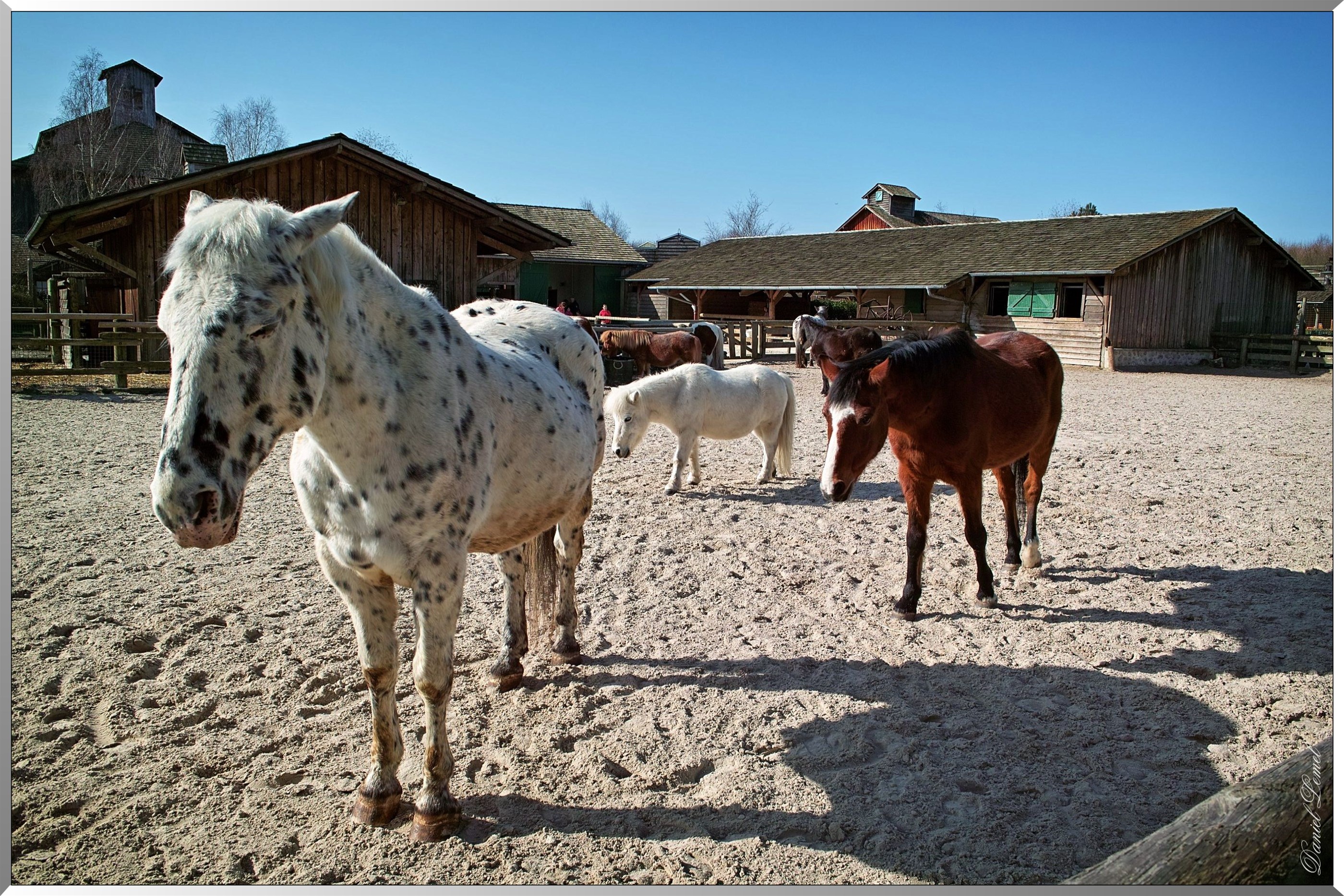 Ranch Davy Crocket - Chevaux