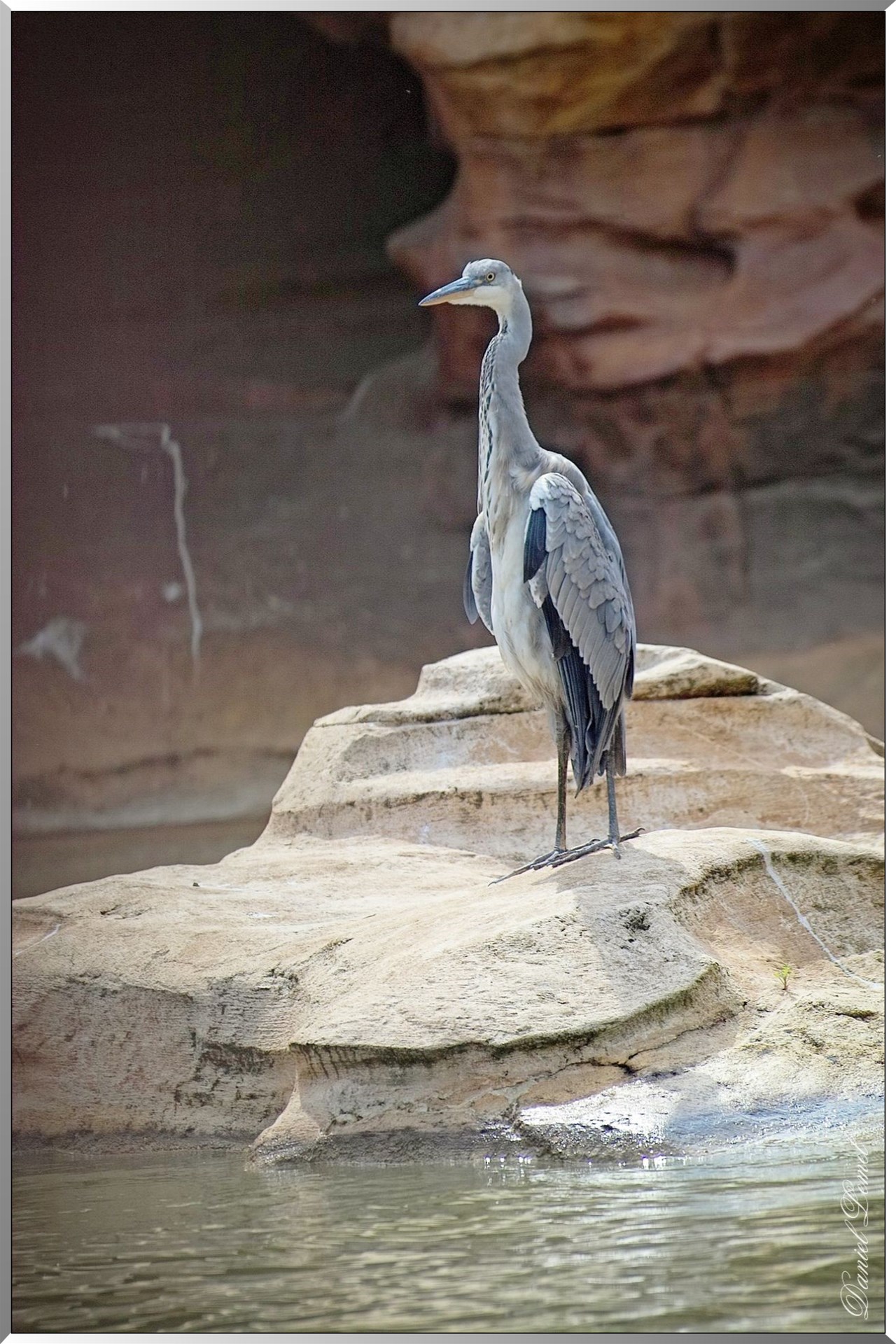 Frontierland - Héron