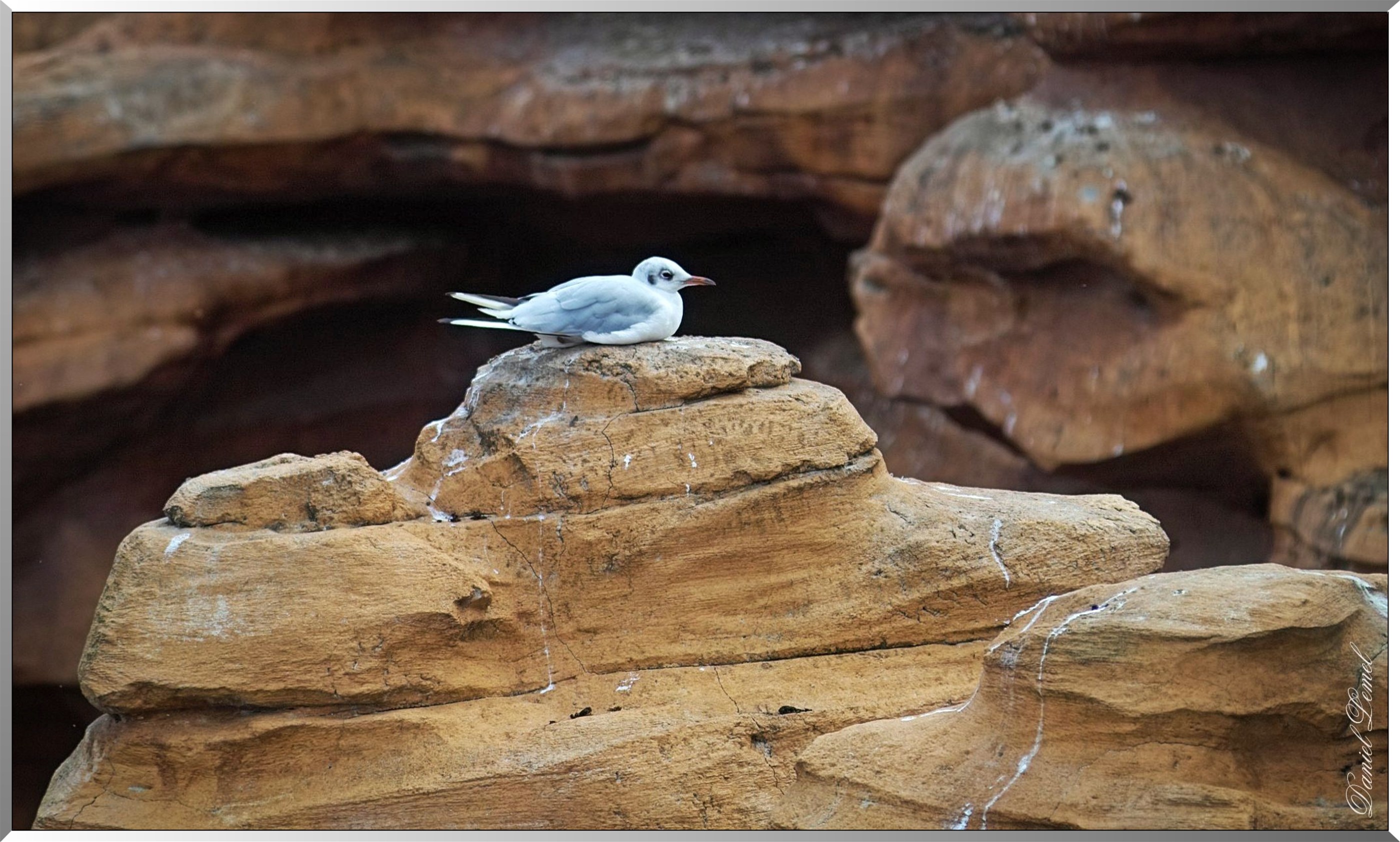 Frontierland - Oiseau