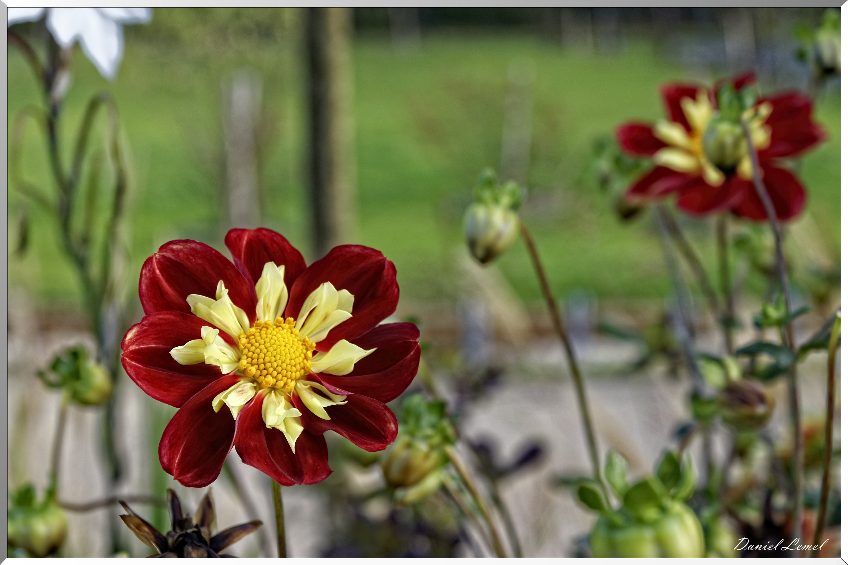 les jardins extraordinaires - Dalias