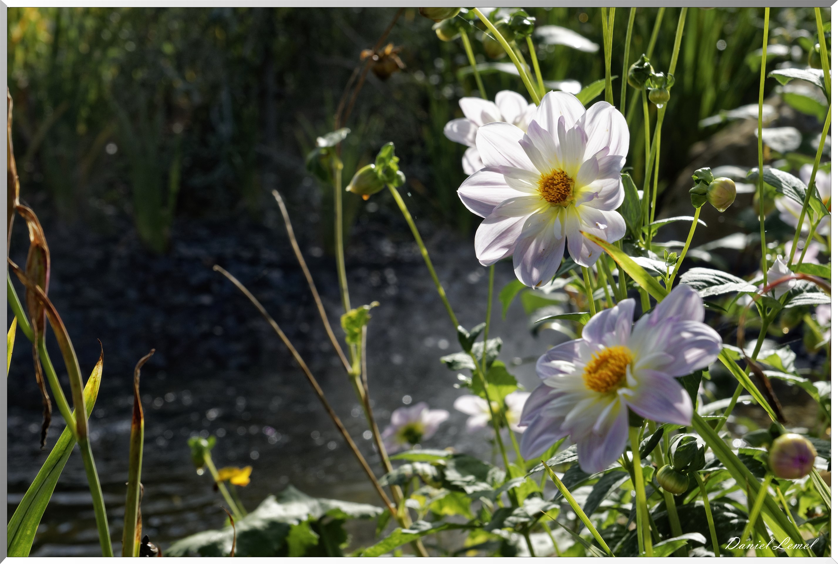 les jardins extraordinaires - Dalias