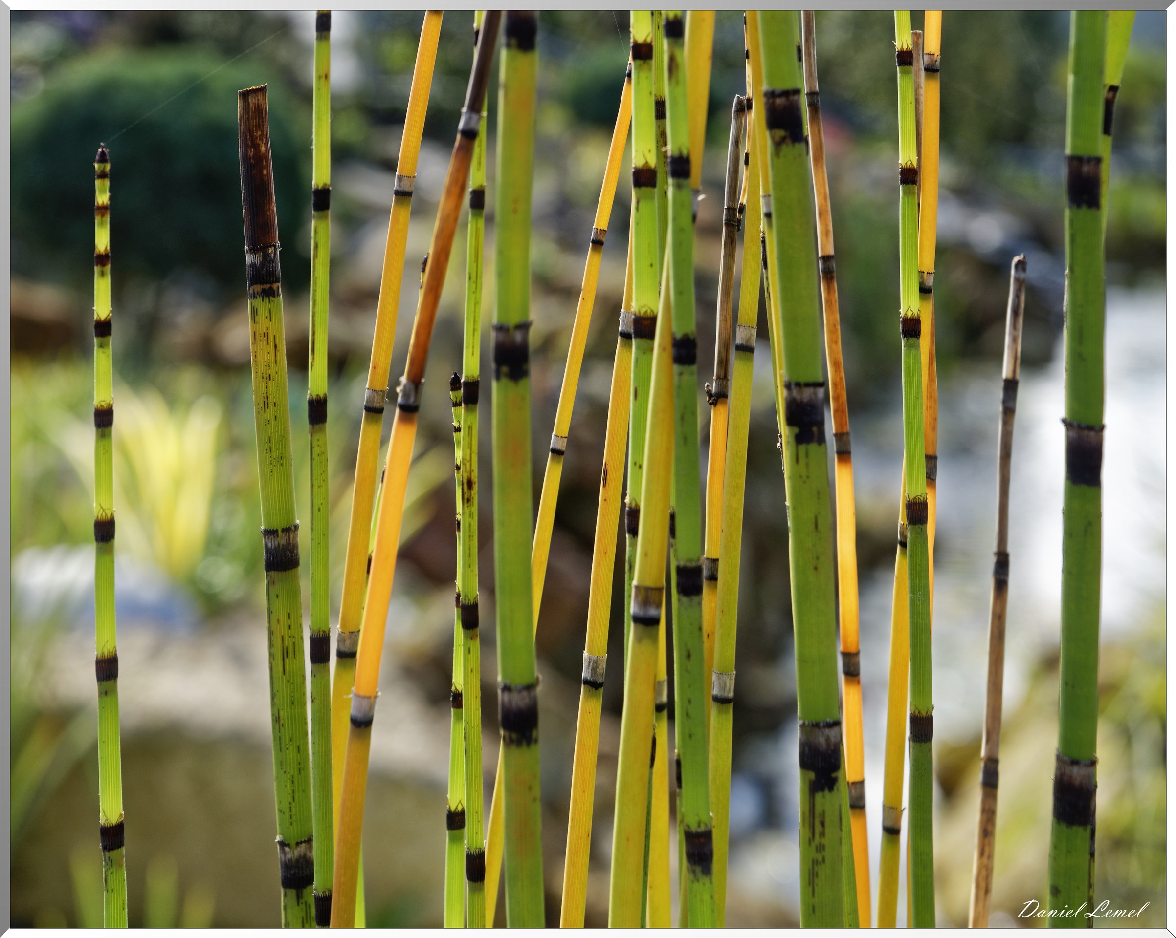 les jardins extraordinaires - Bambous