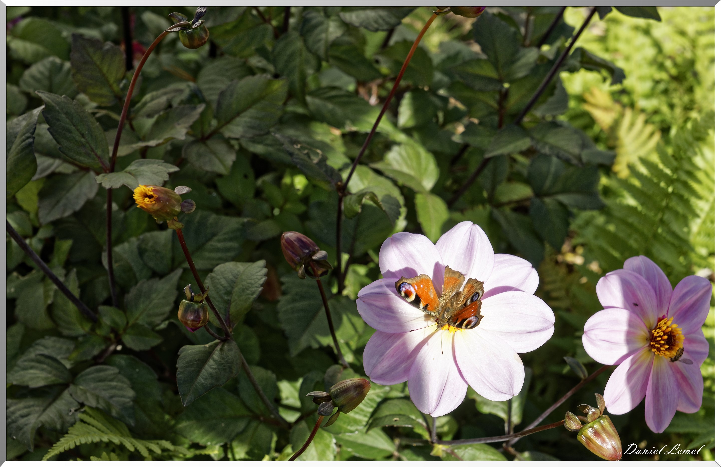 les jardins extraordinaires - papillons