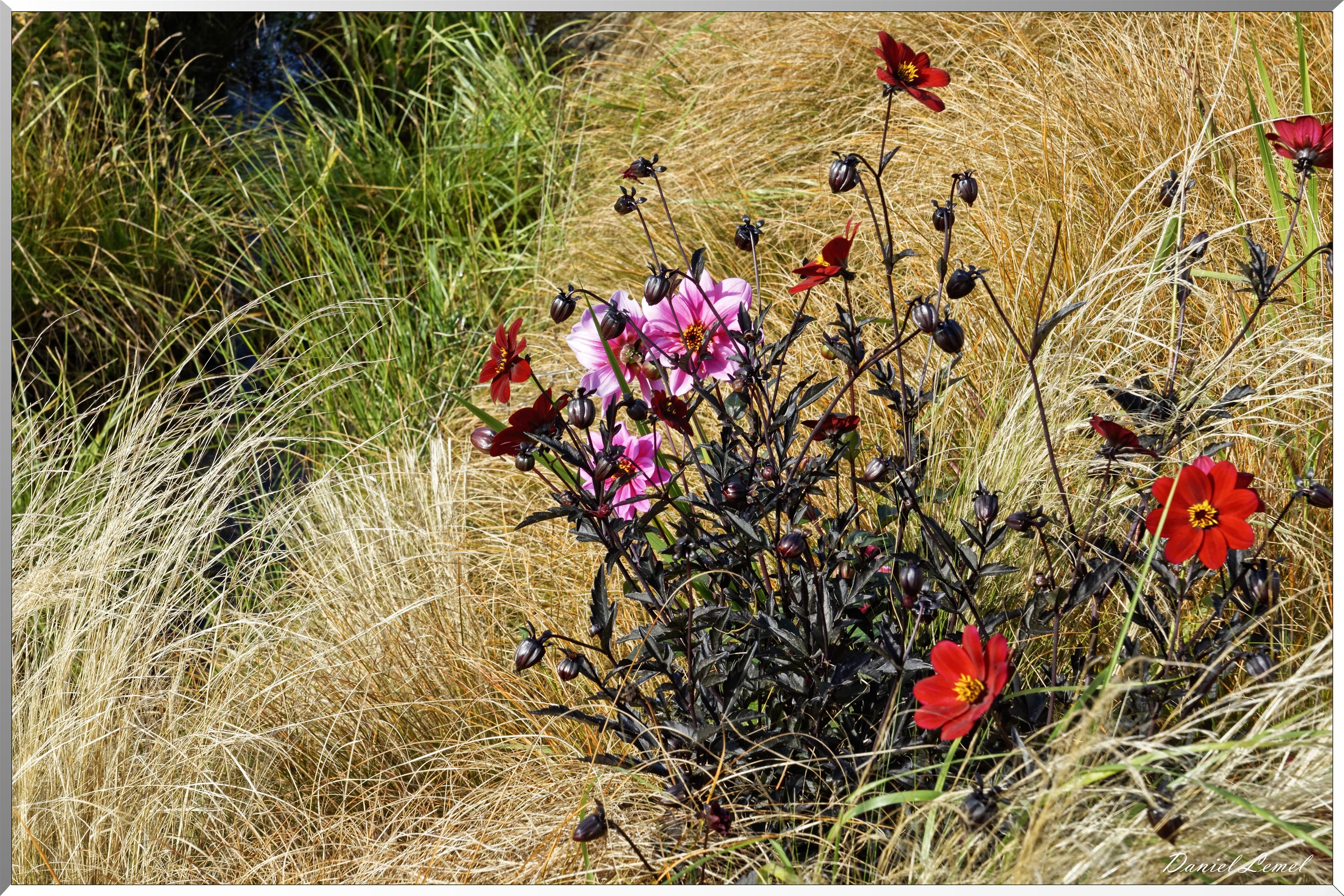 les jardins extraordinaires - Dalias
