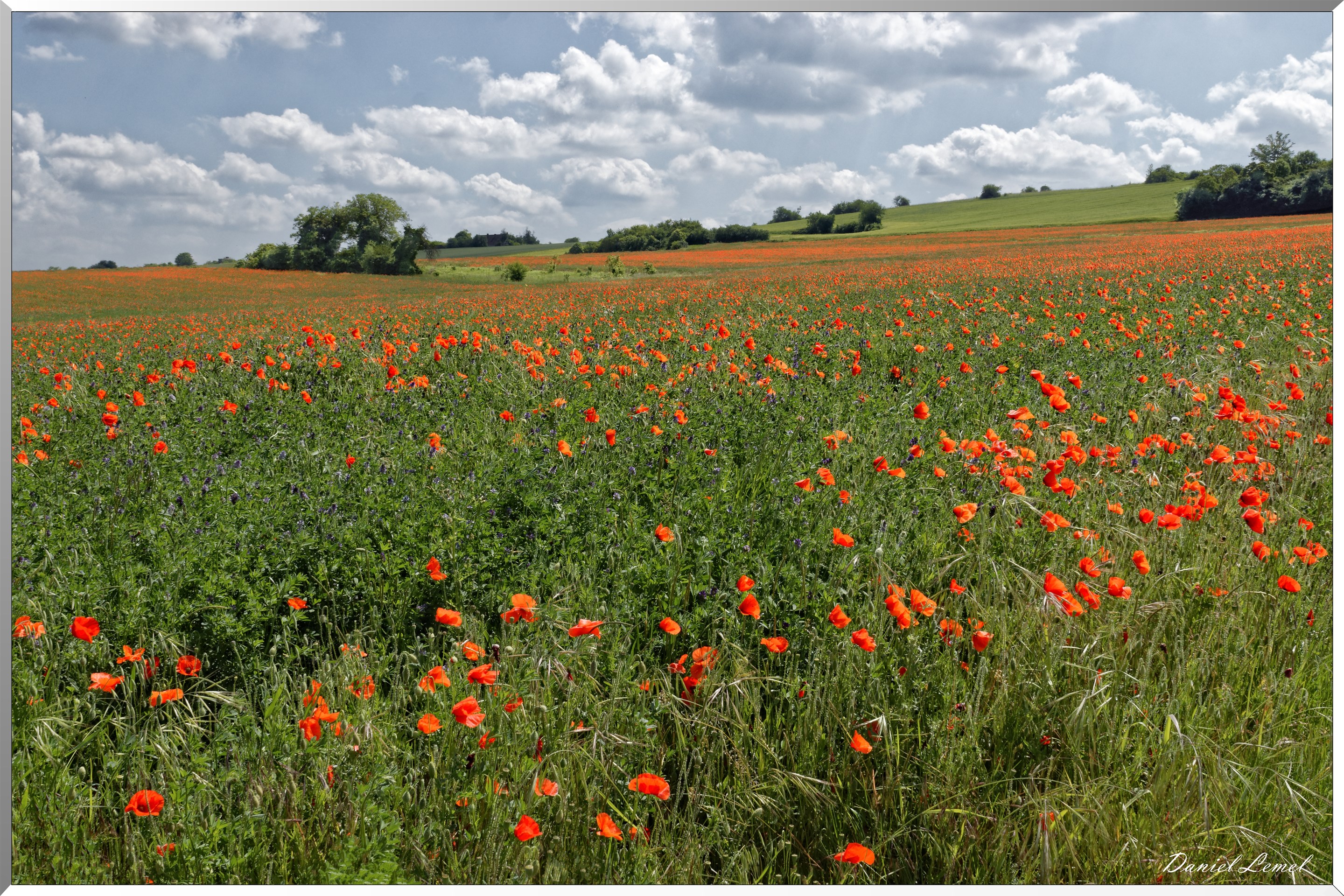 Champs de coquelicots